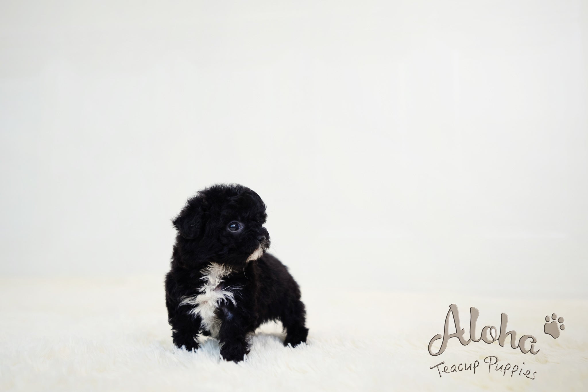 Becca [TEACUP POODLE]