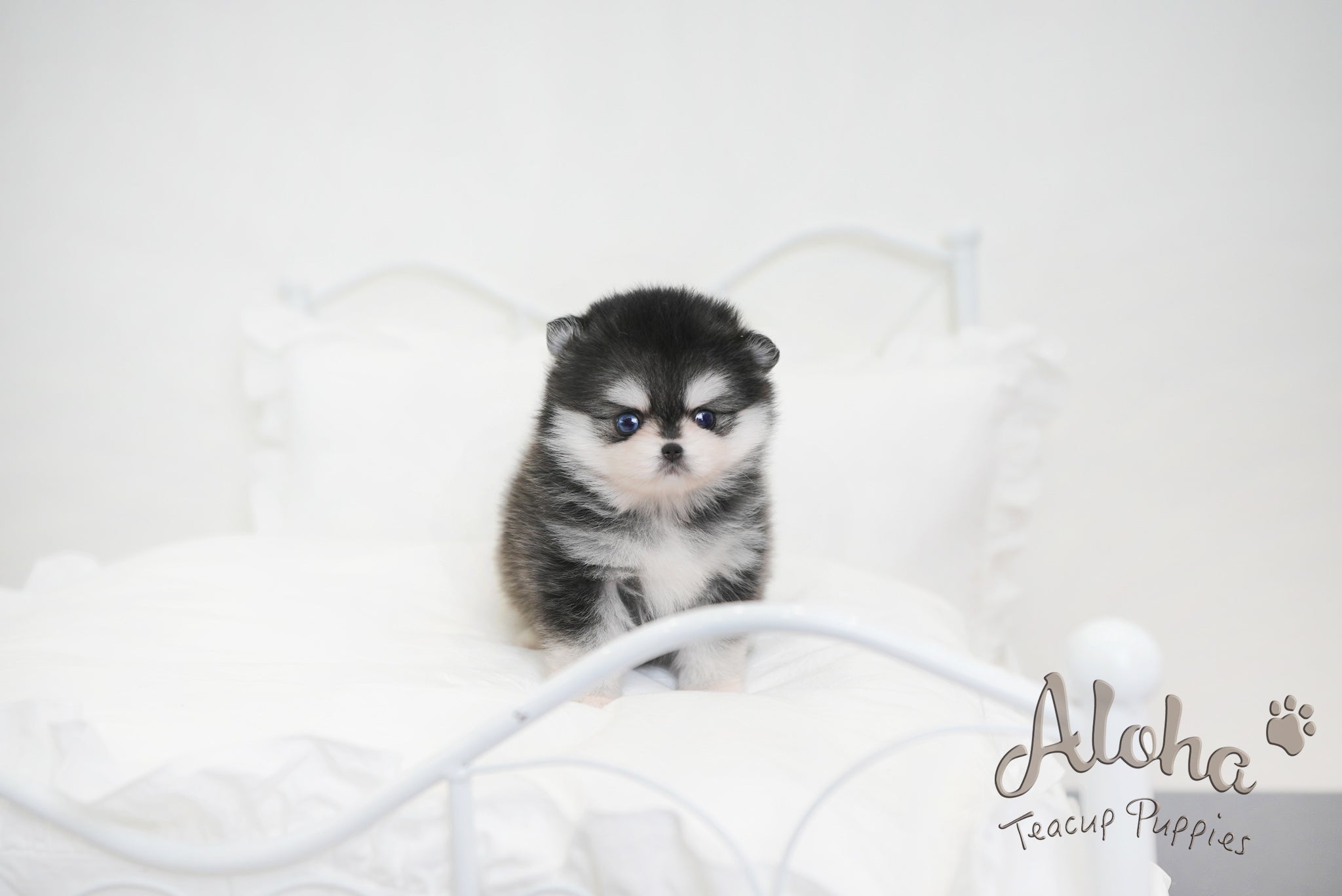 GRACIE [TEACUP Pomsky]