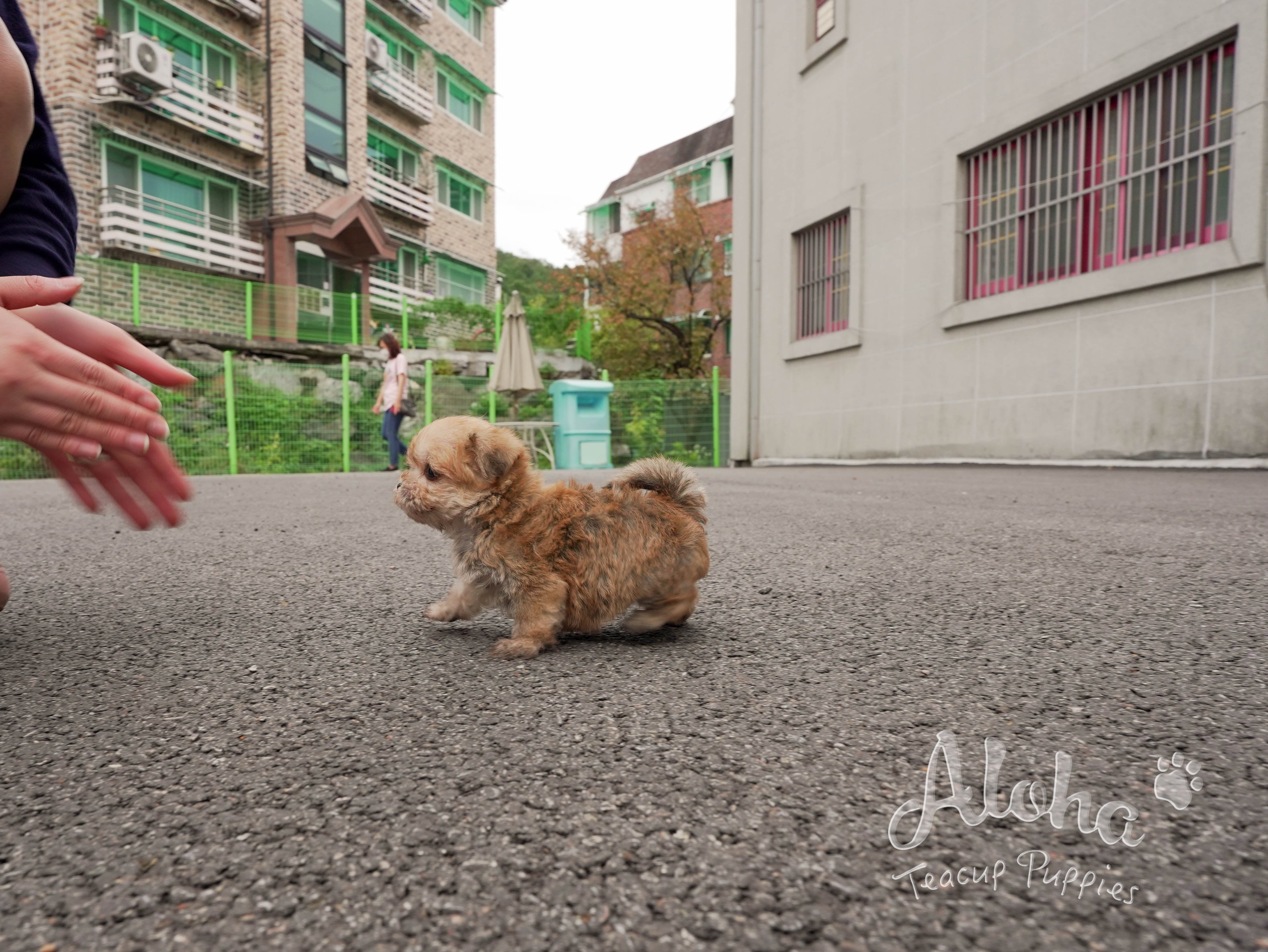 Cheese [TEACUP MORKIE]