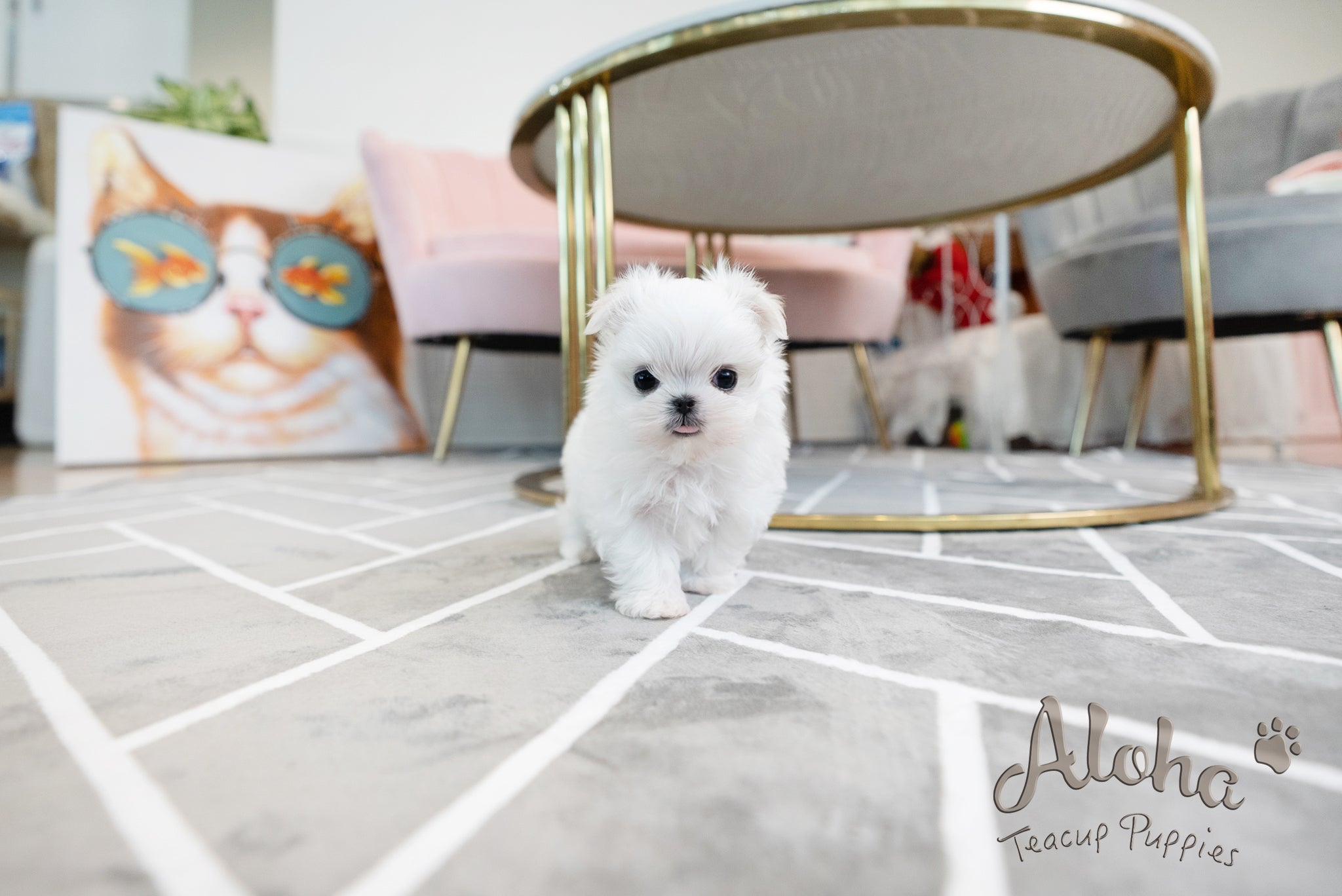 Enzo [TEACUP MALTESE]