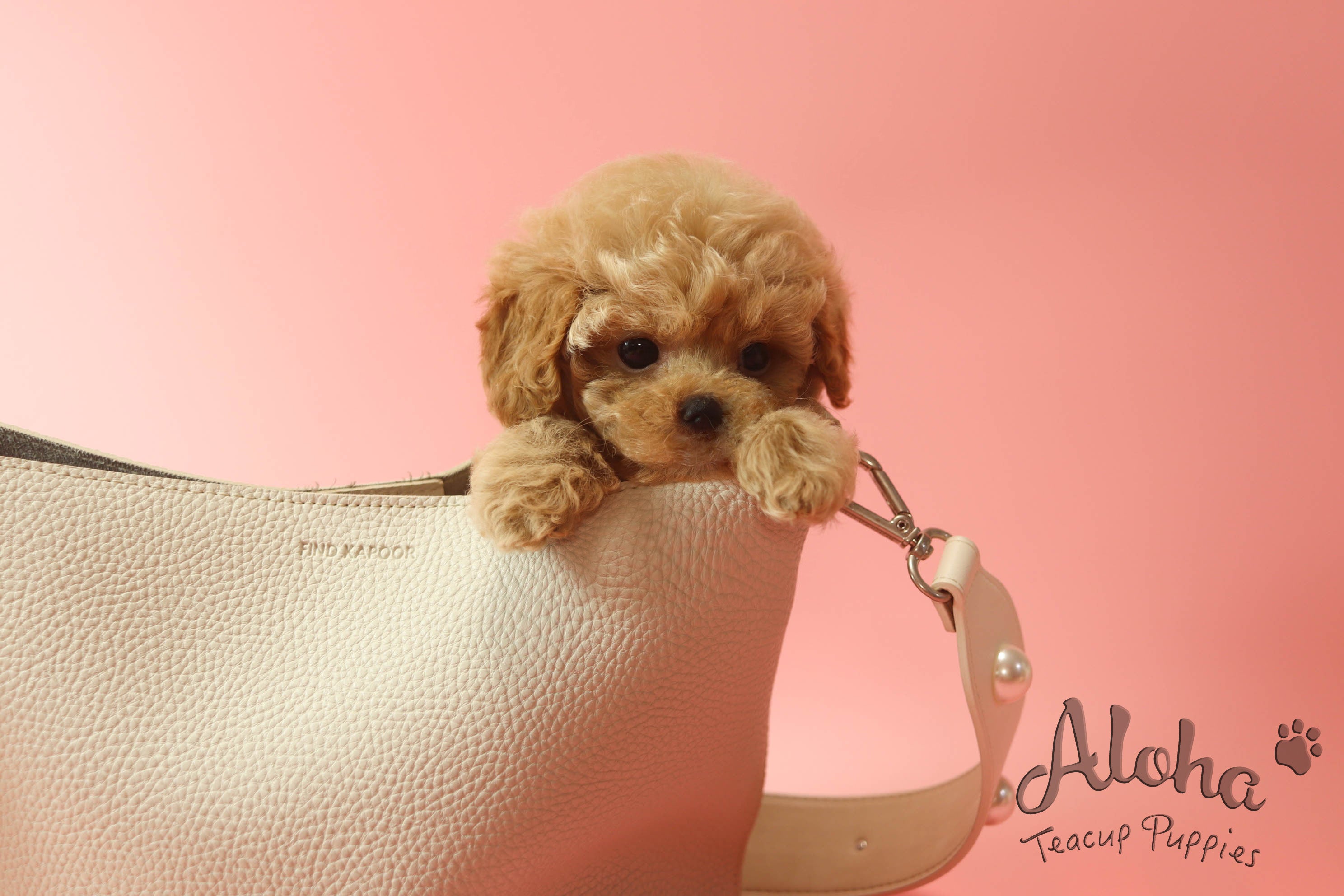 IZZY [TEACUP MALTIPOO]