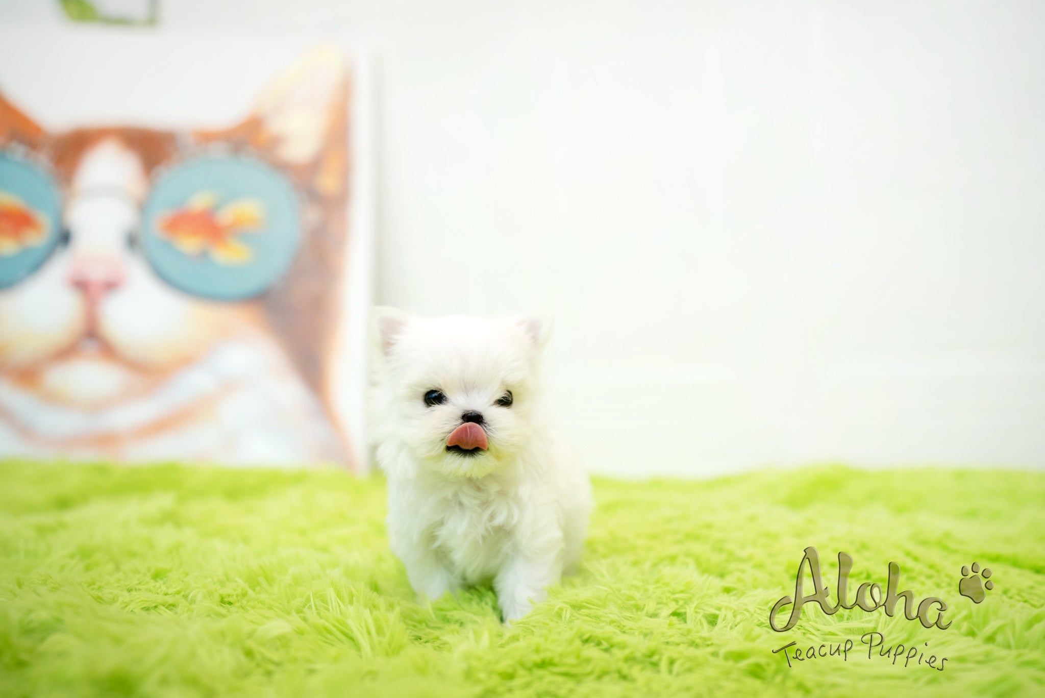 Sophia [TEACUP MALTESE]