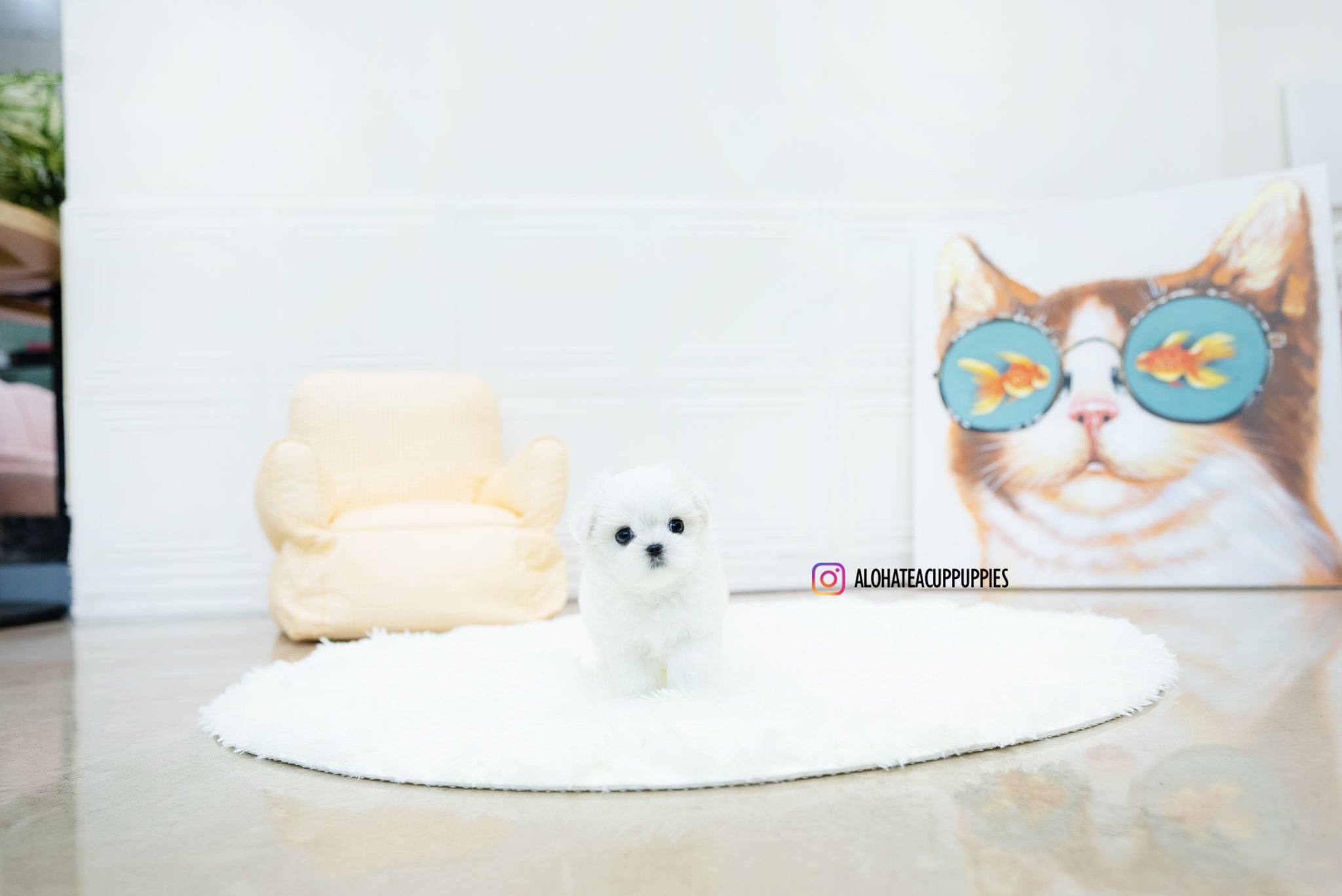 Jasmine [TEACUP MALTESE]