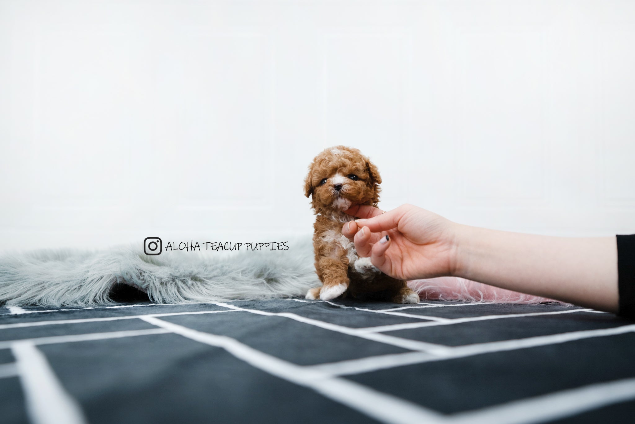 Dan [TEACUP MALTIPOO]