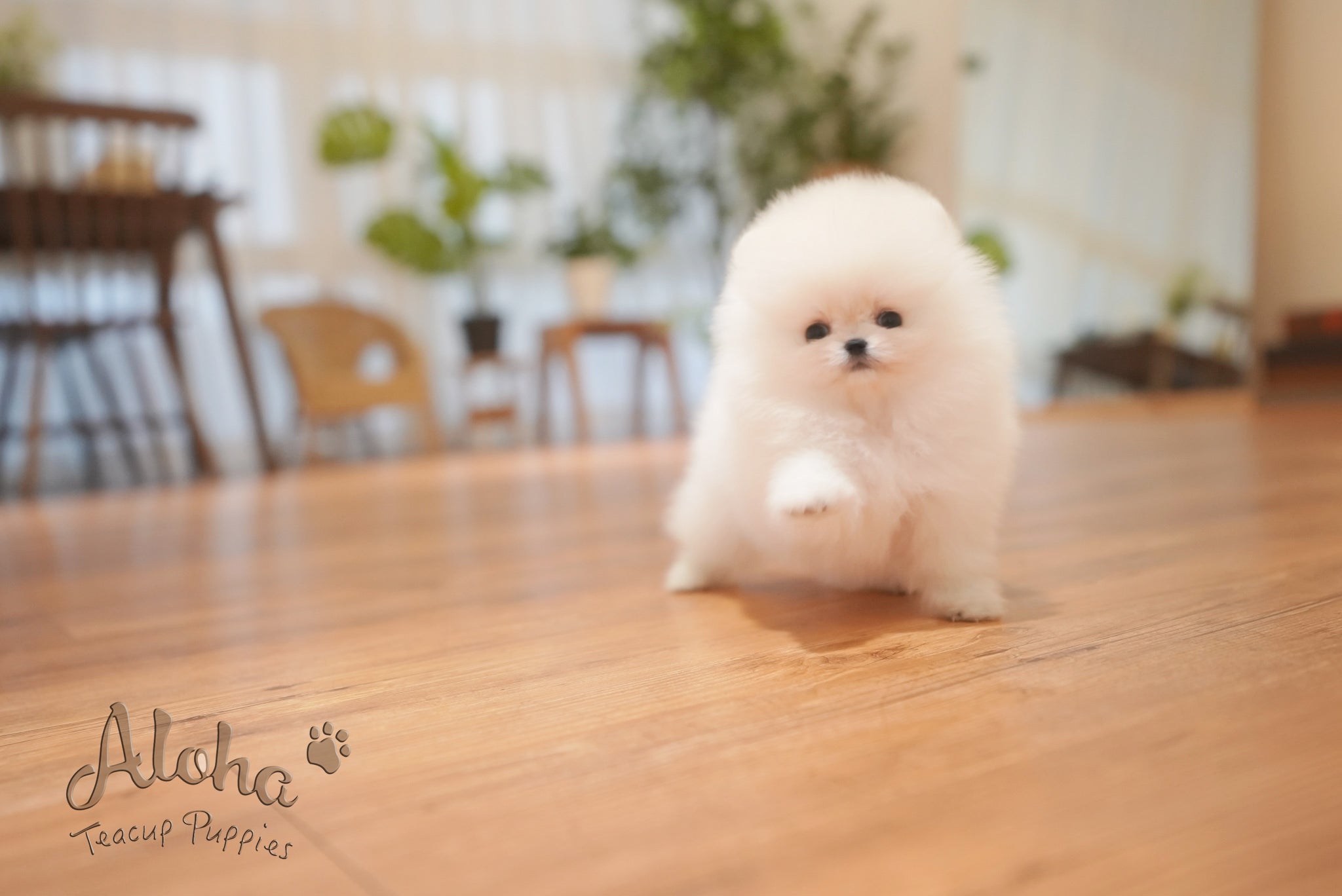 Anna [TEACUP POMERANIAN]
