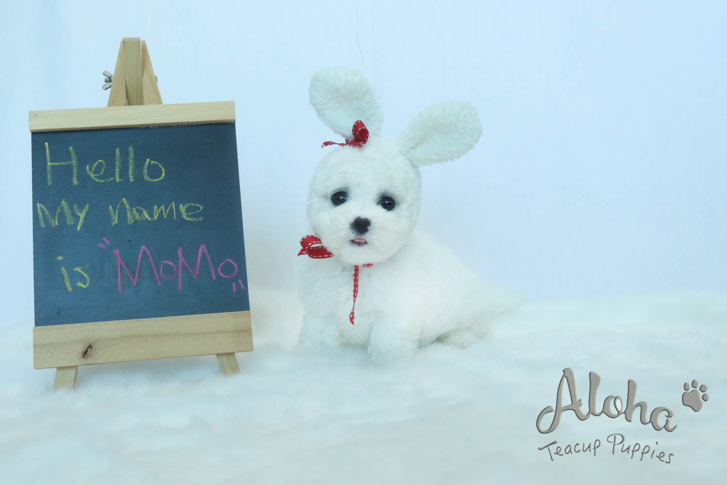 Vendido a Amanda, MOMO - [Bichón de taza de té]