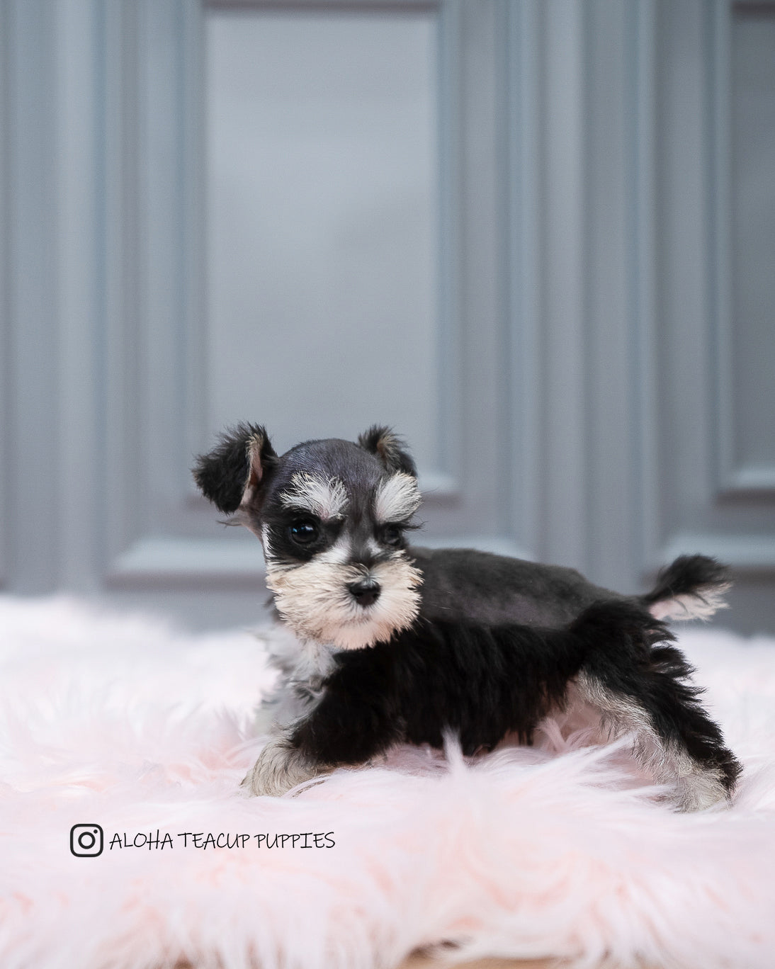 Cole [MINI Schnauze]