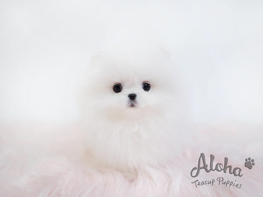 Toby [TEACUP POMERANIAN]