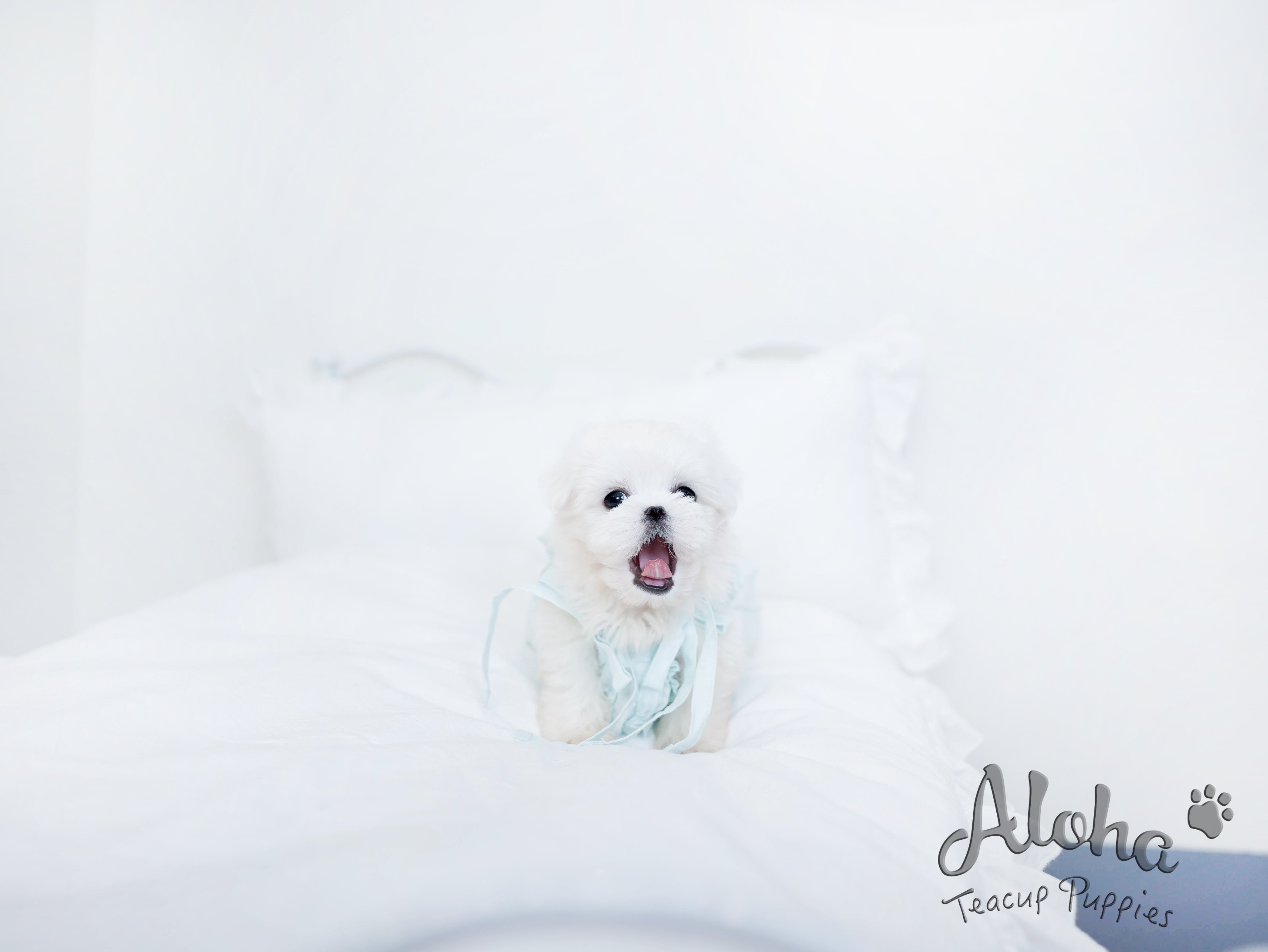 Owen [TEACUP MALTESE]