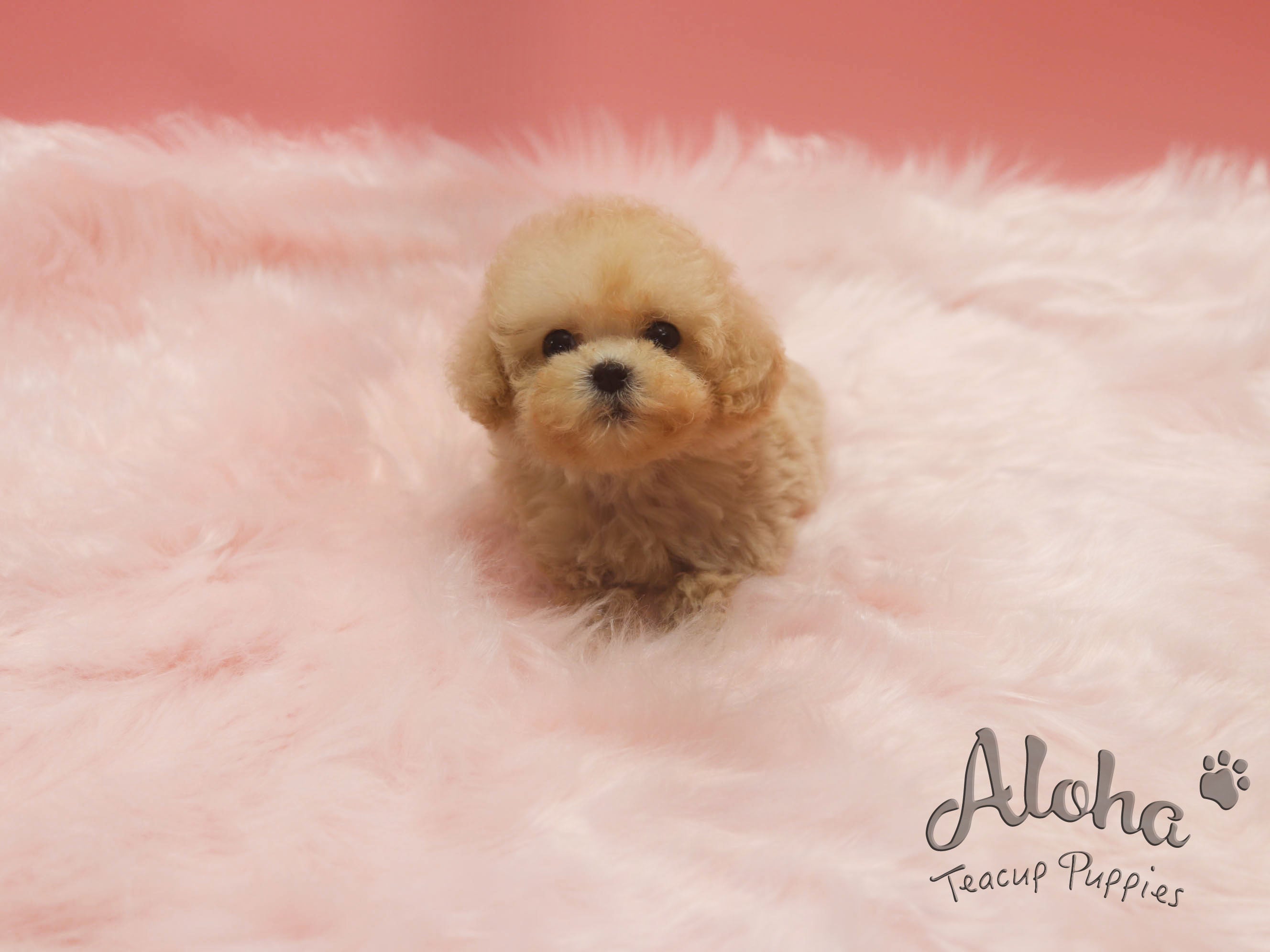 Ringo [TEACUP MALTIPOO]