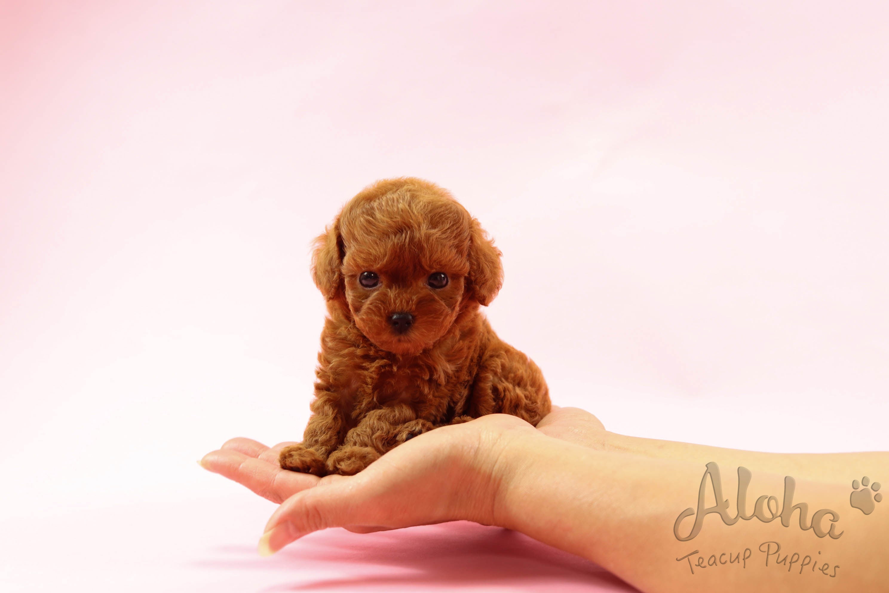 Sold to Jill, CORA [Teacup Poodle]