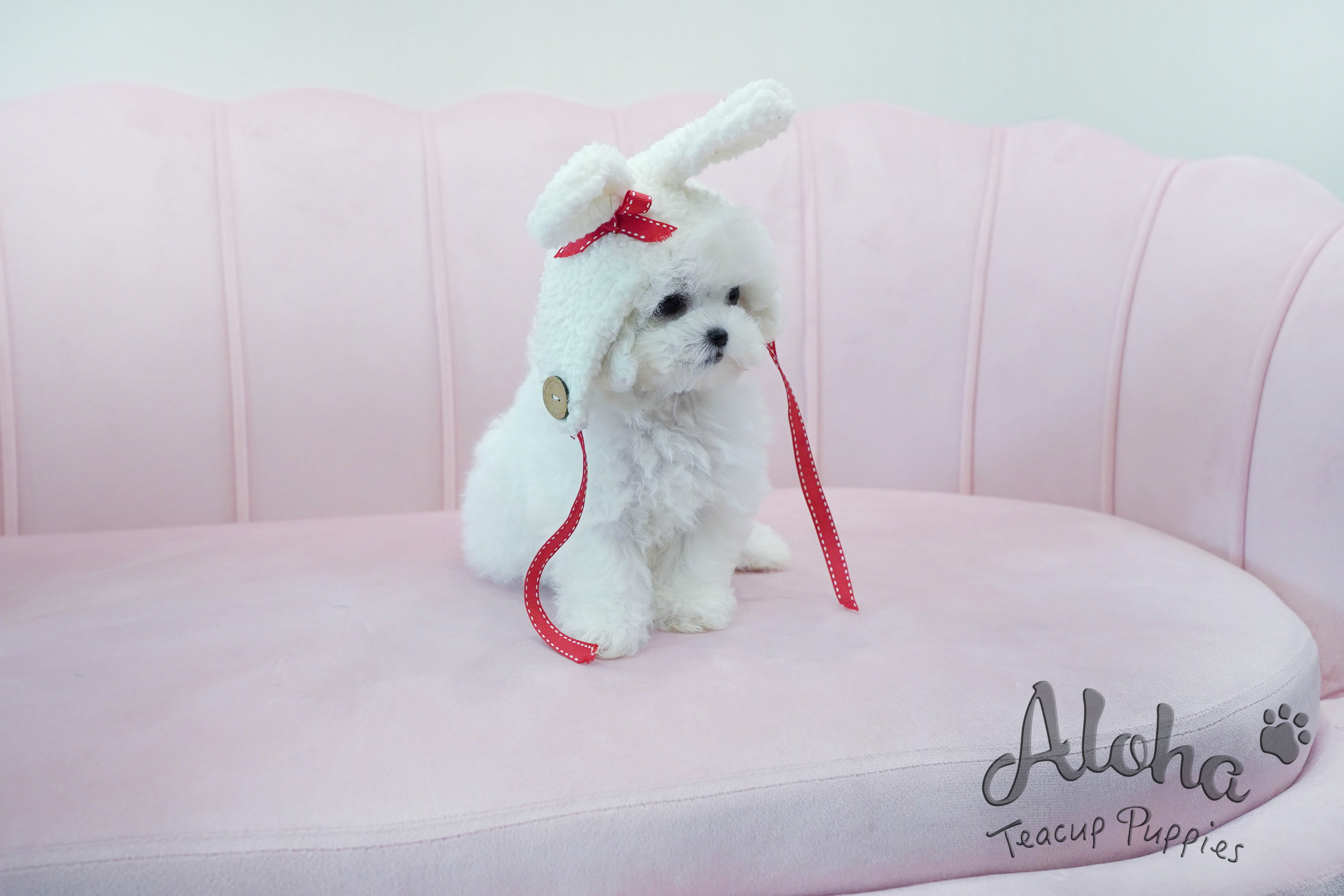 Marshmallow [TEACUP BICHON]