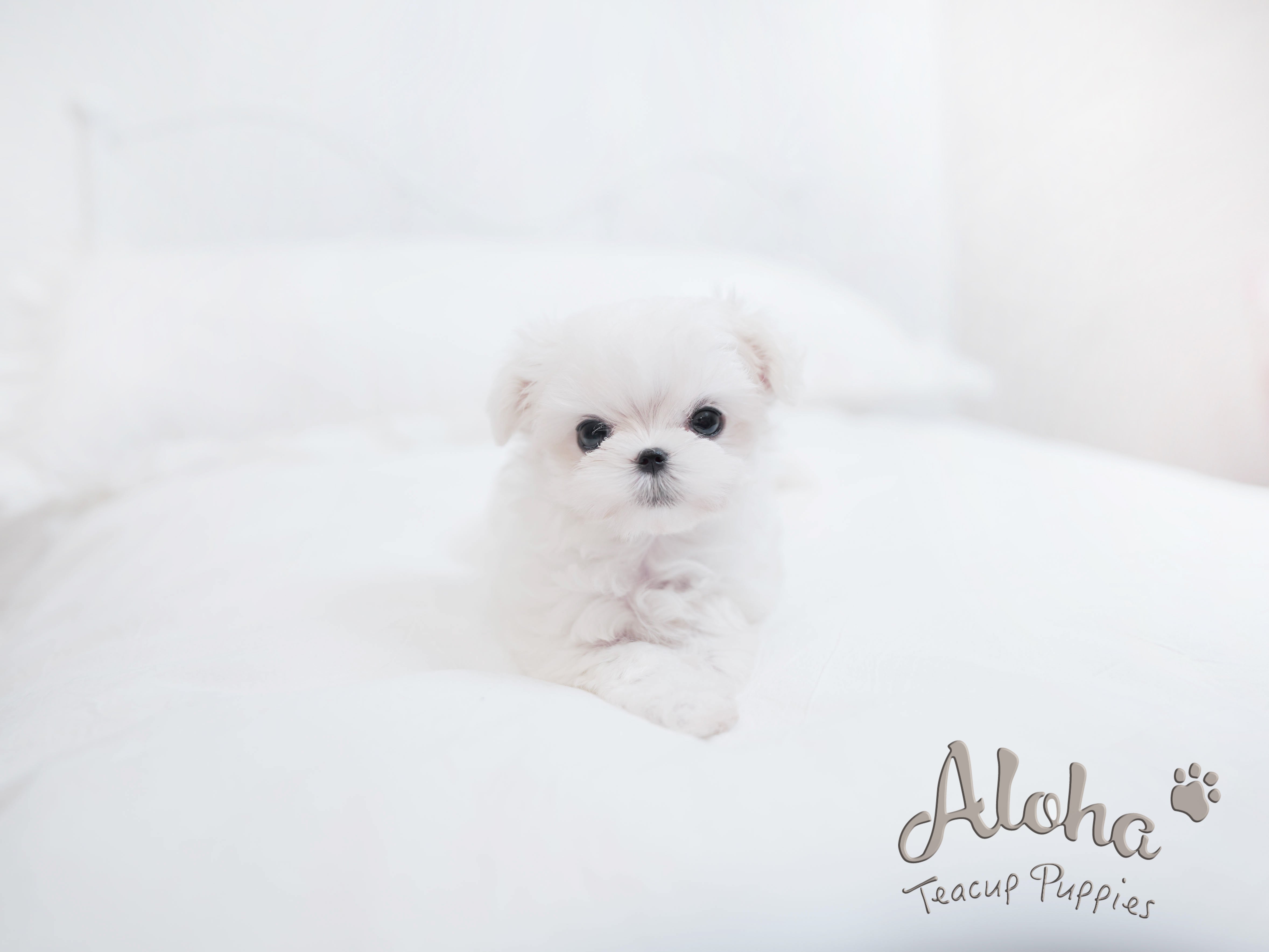 Theo [TEACUP MALTESE]