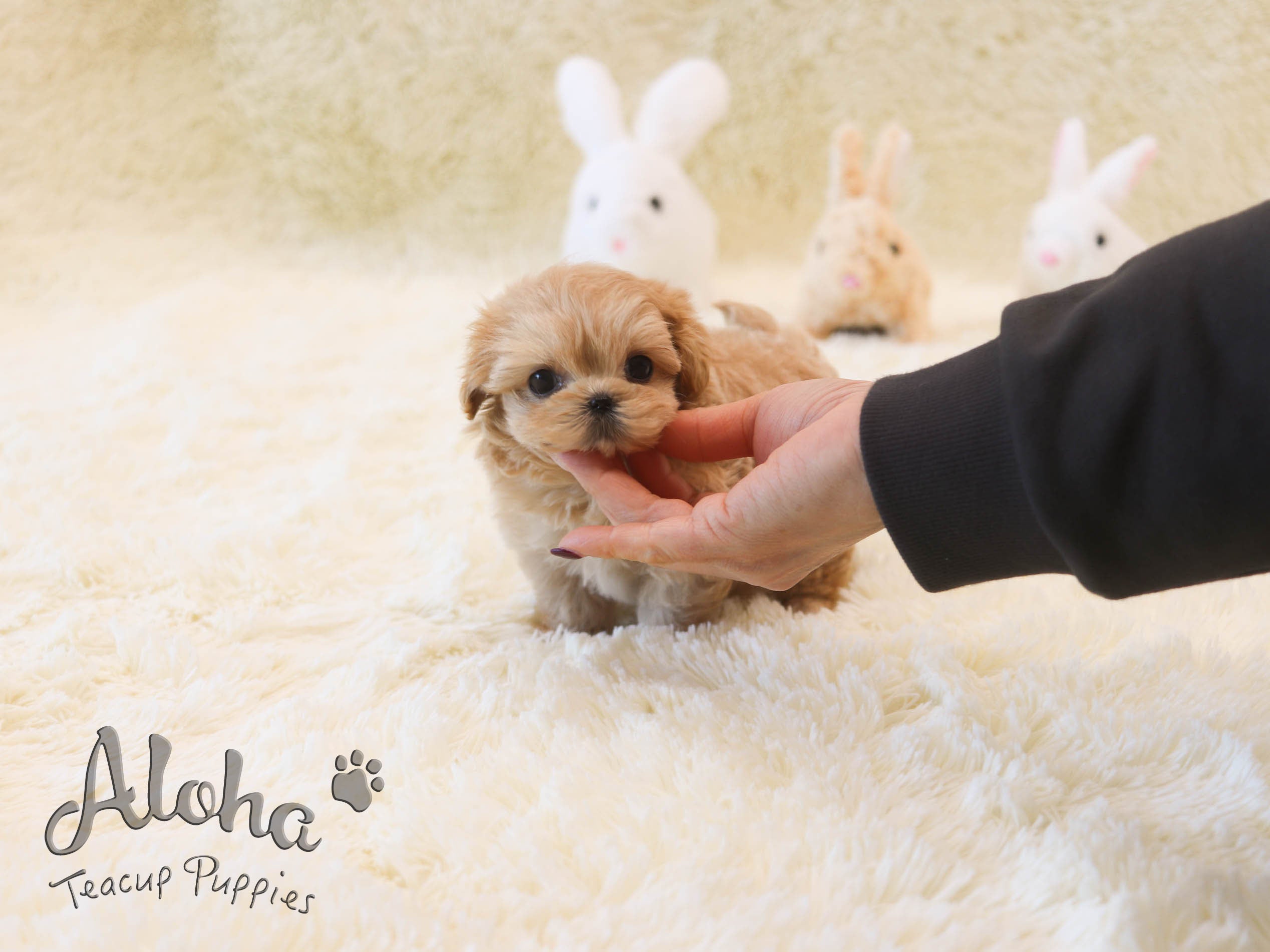 Hazel [TEACUP MALTIPOO]