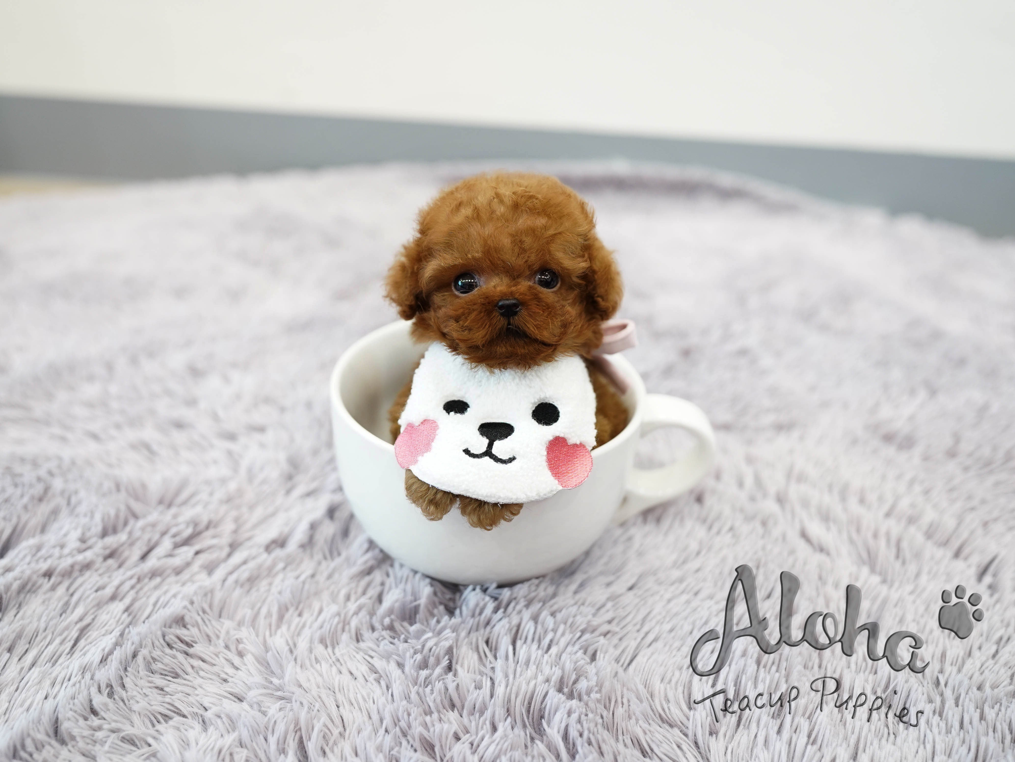 Teddy [TEACUP POODLE]