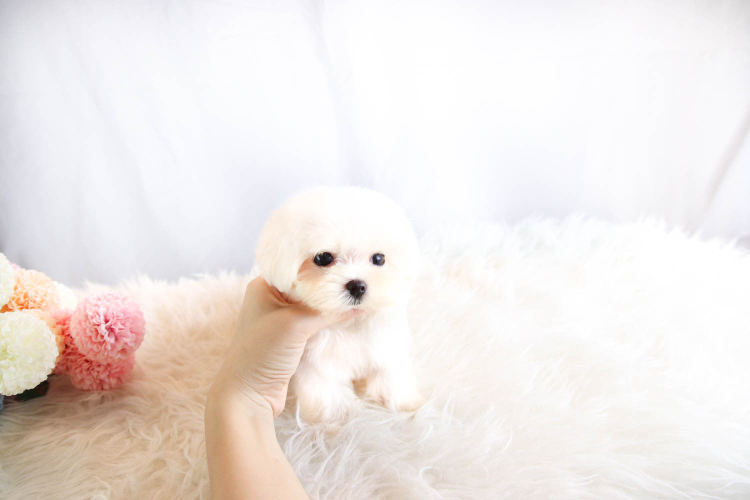 Sold to Rhiannon, Lilly [TEACUP Maltese]