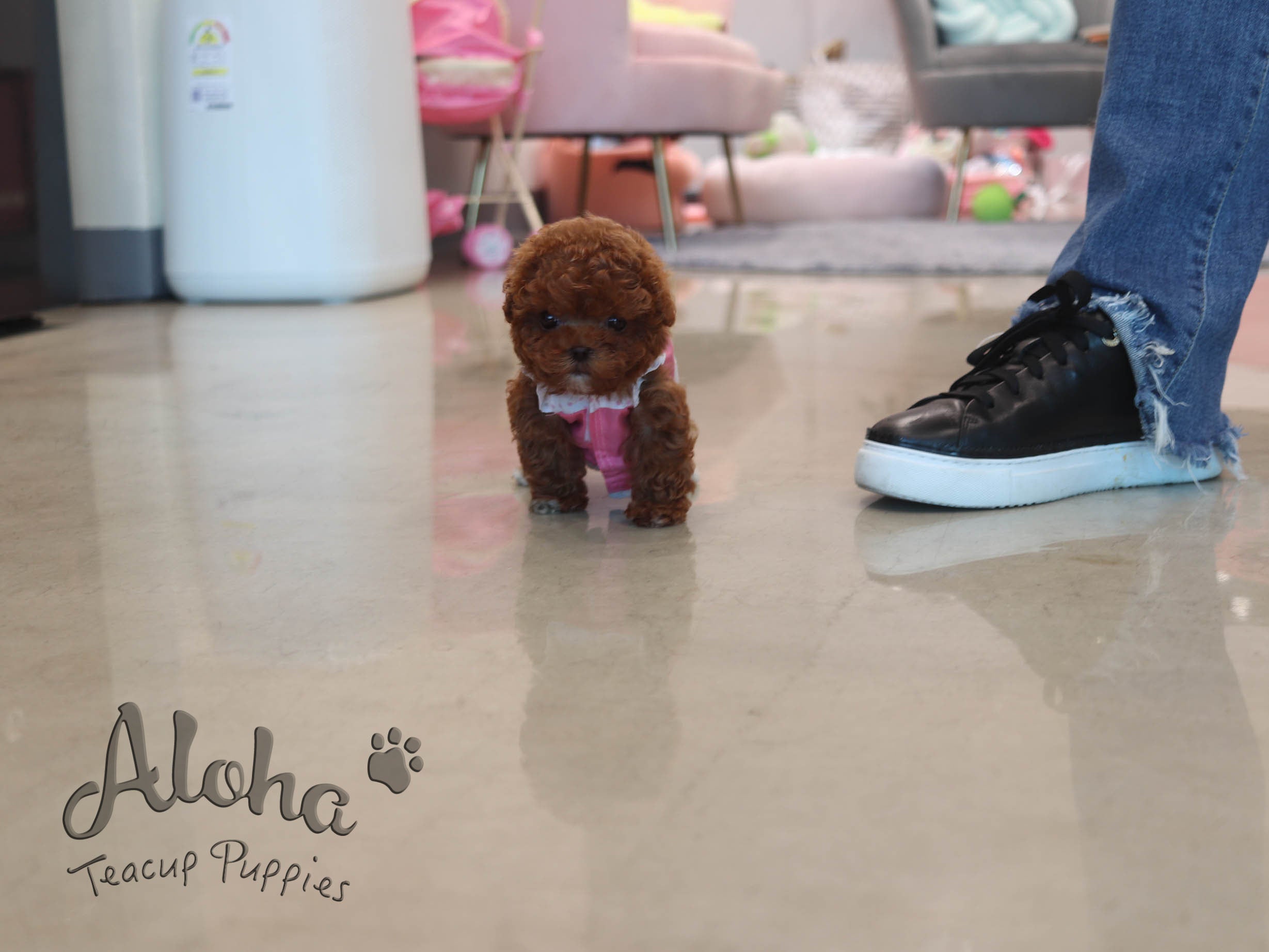 APPLE [TEACUP POODLE]