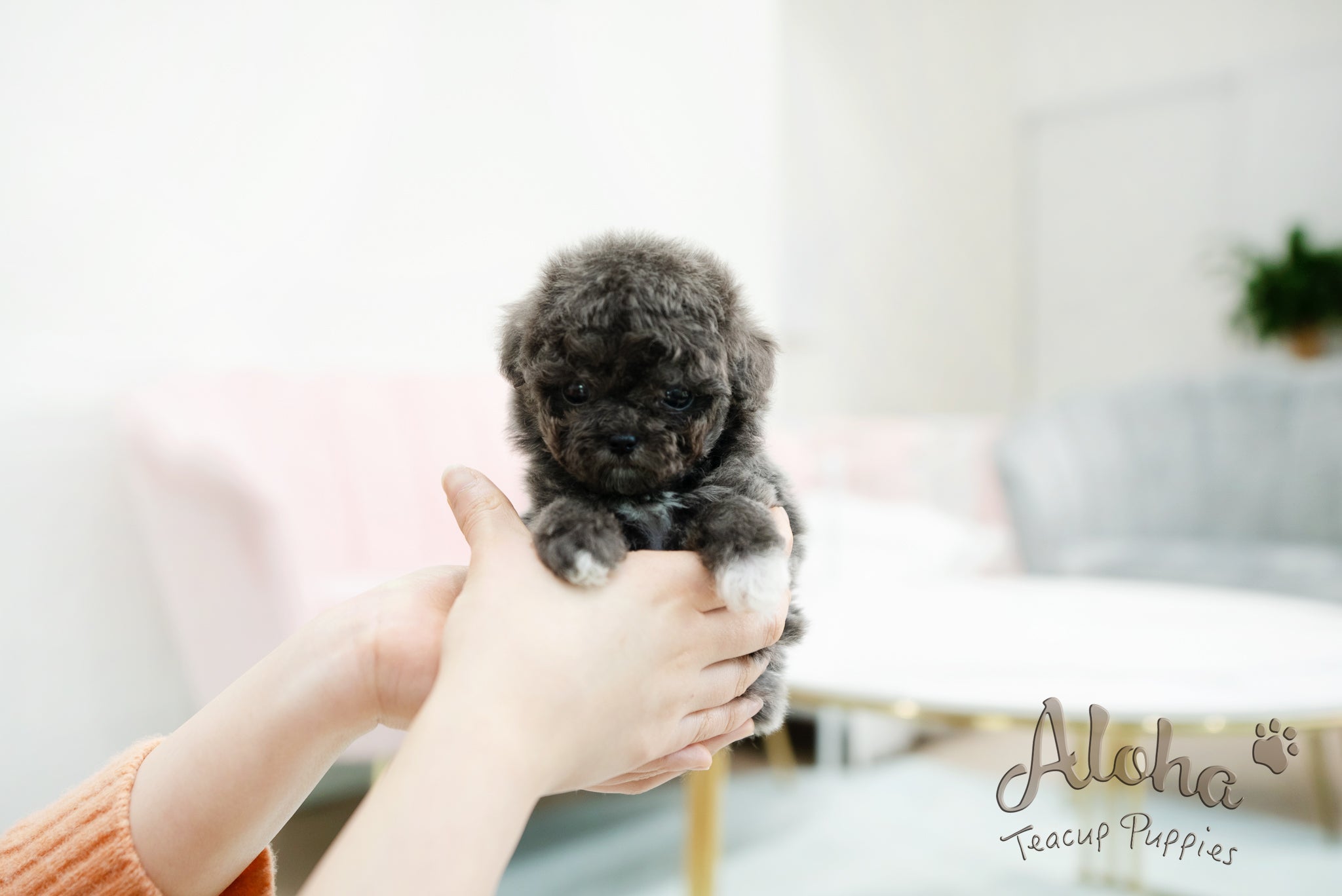 Ian [TEACUP POODLE]