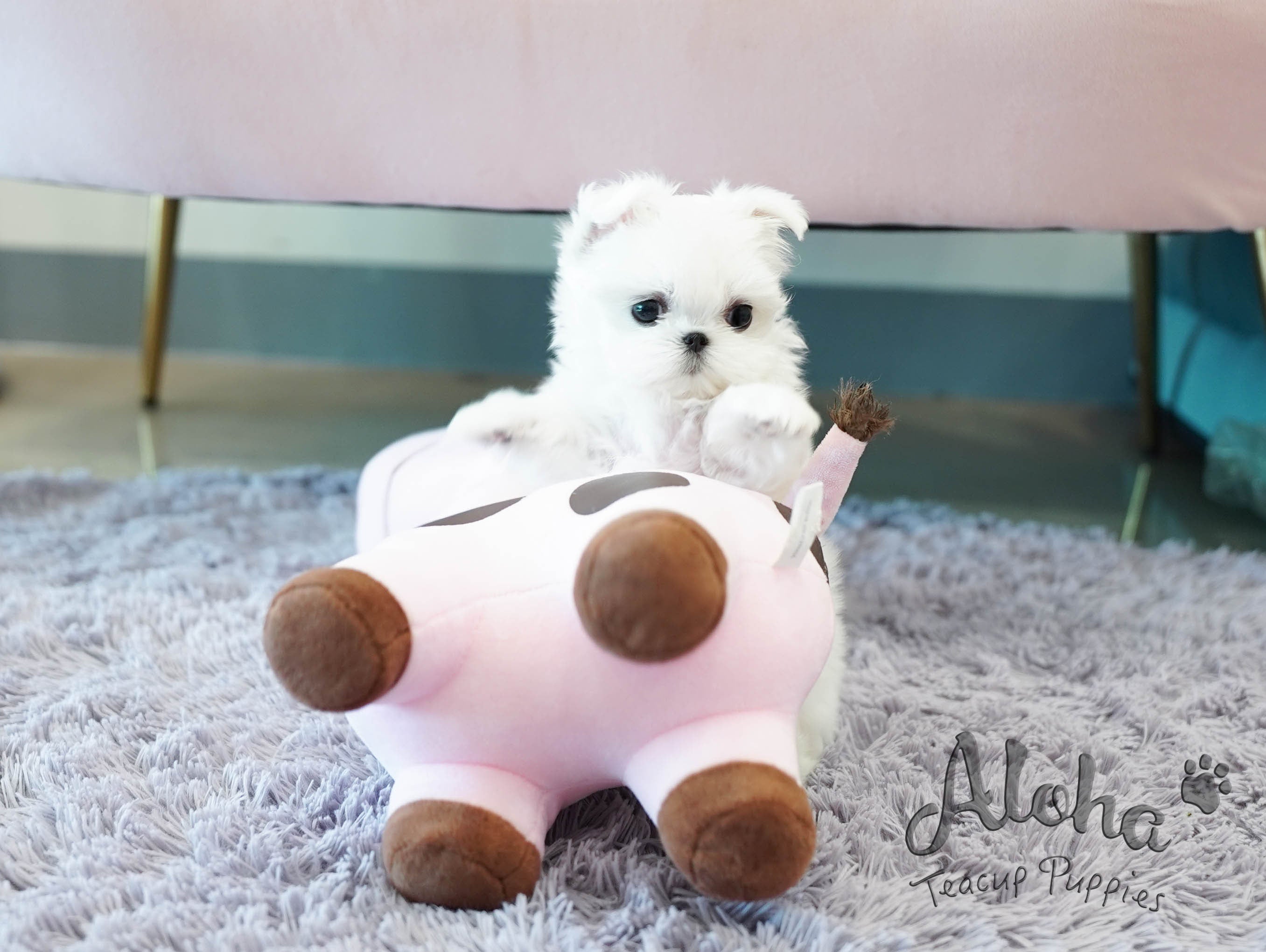 Celine [TEACUP MALTESE]