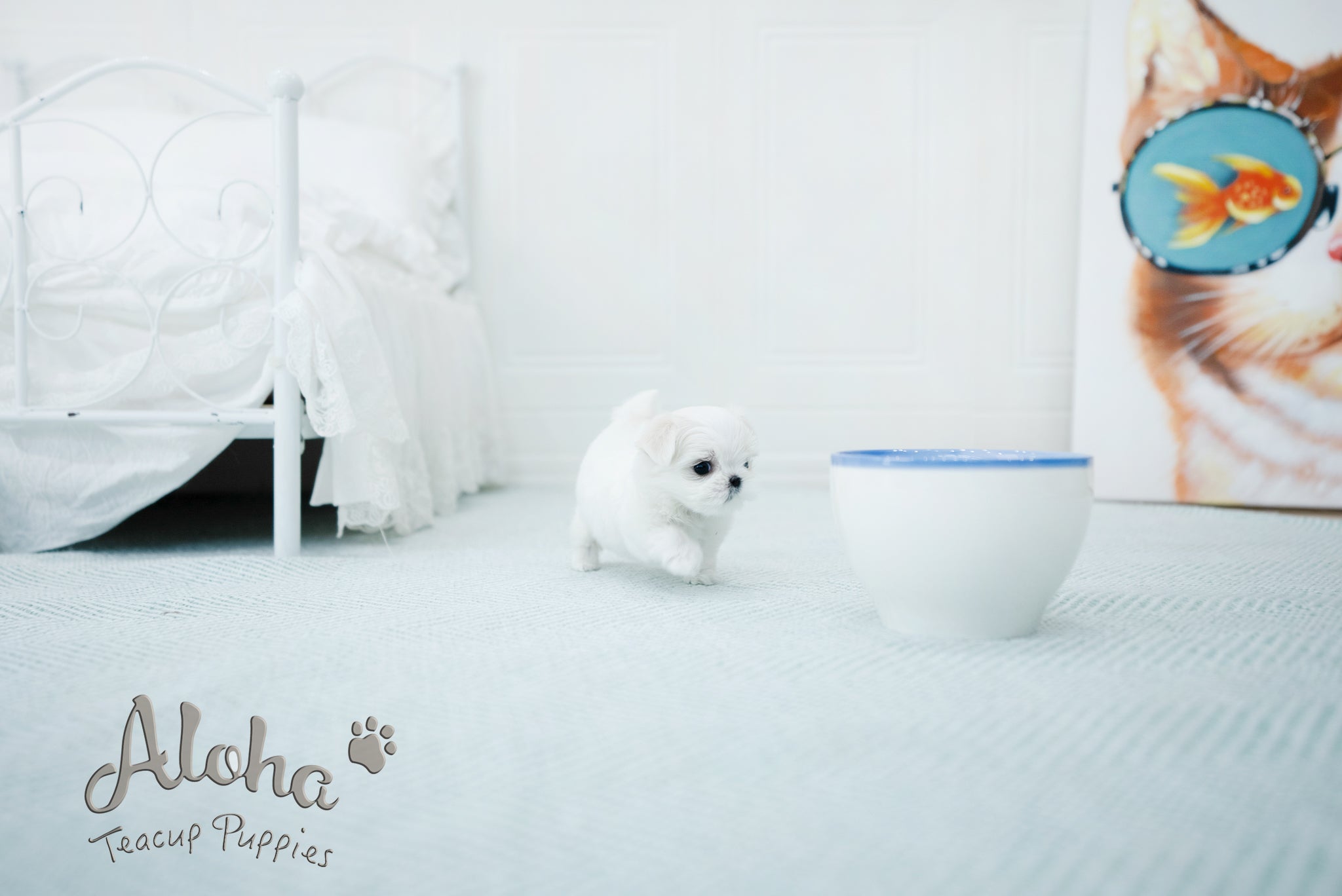 Peach [TEACUP MALTESE]
