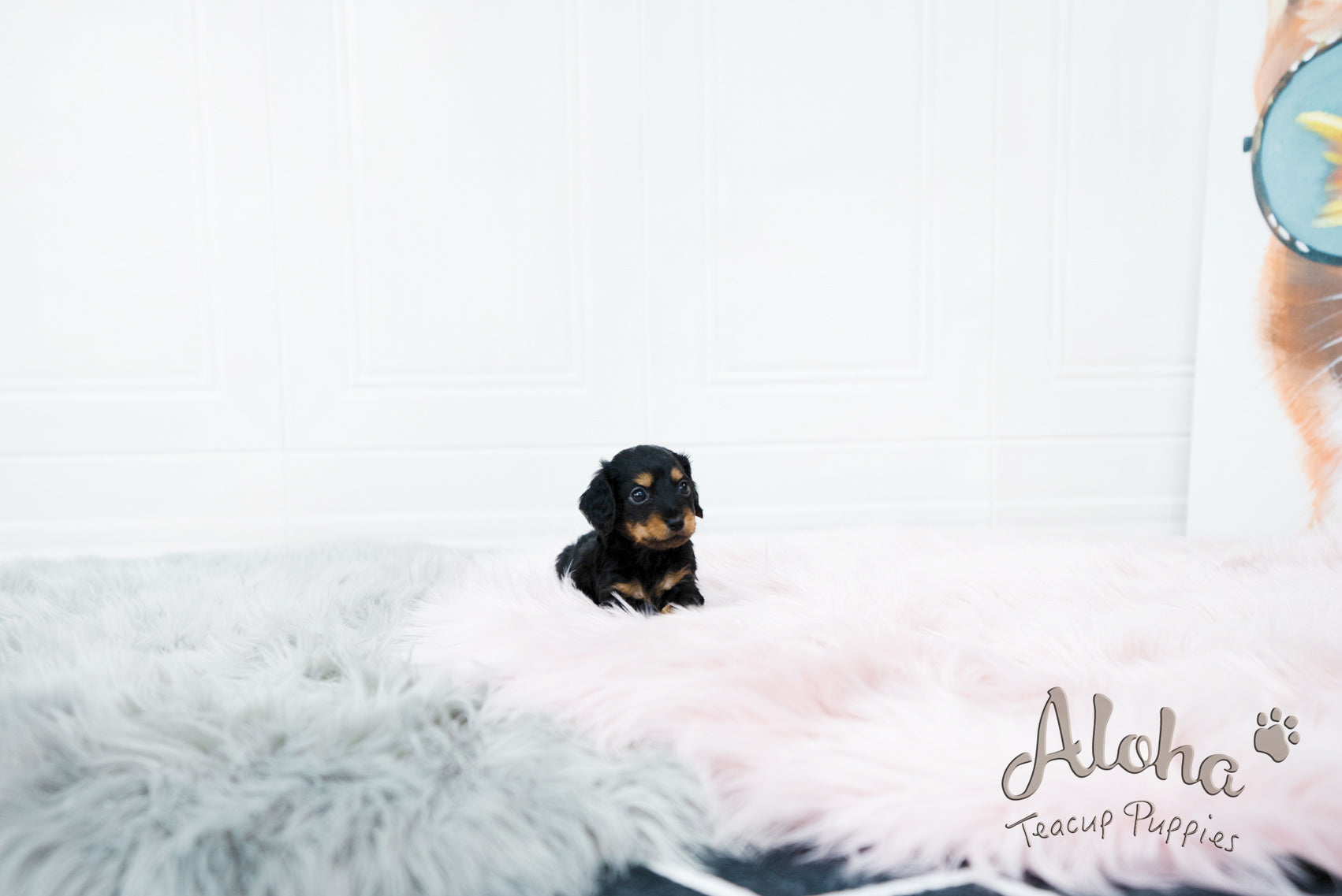 Della [TEACUP DACHSHUND]