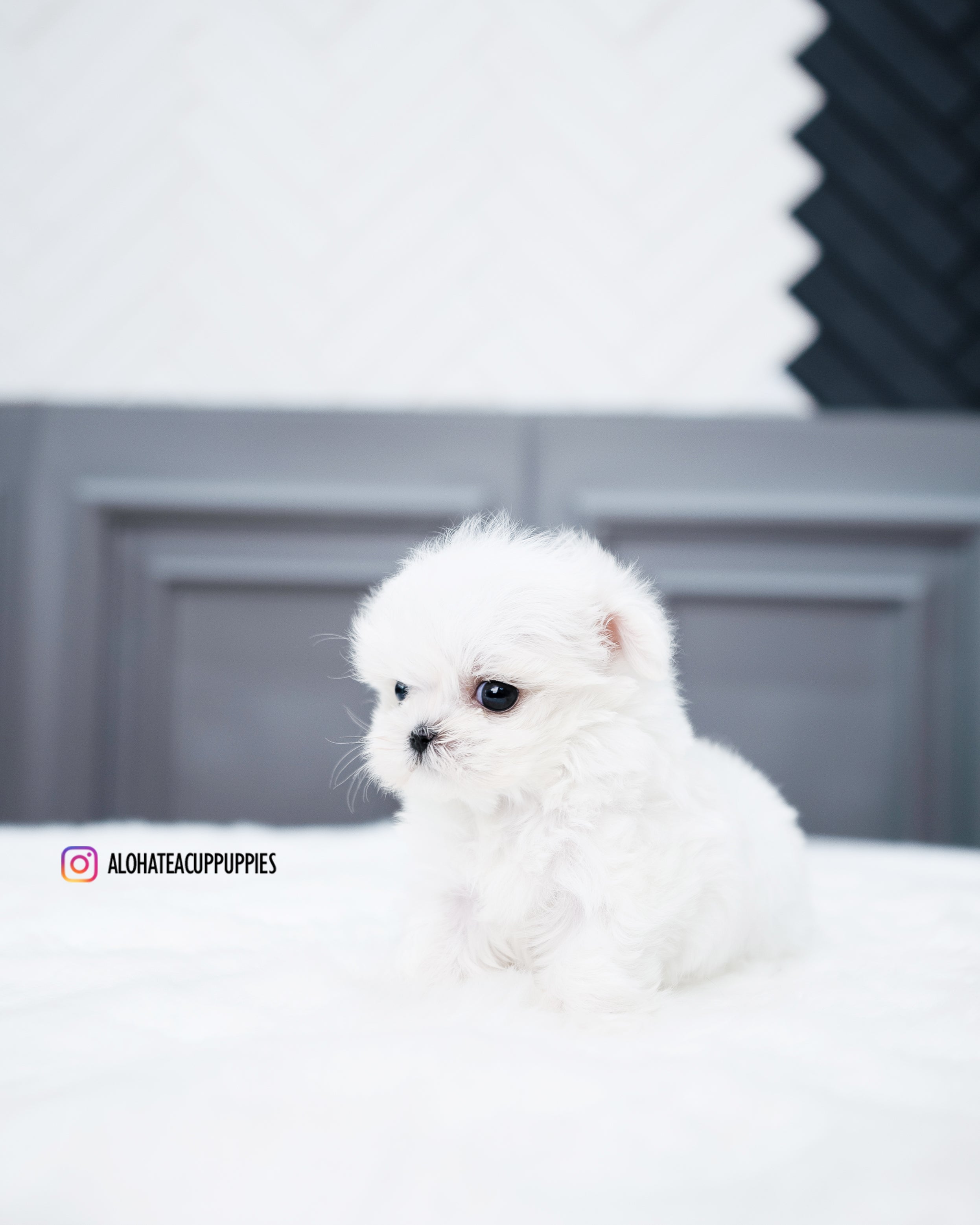 Elsa [TEACUP MALTESE]