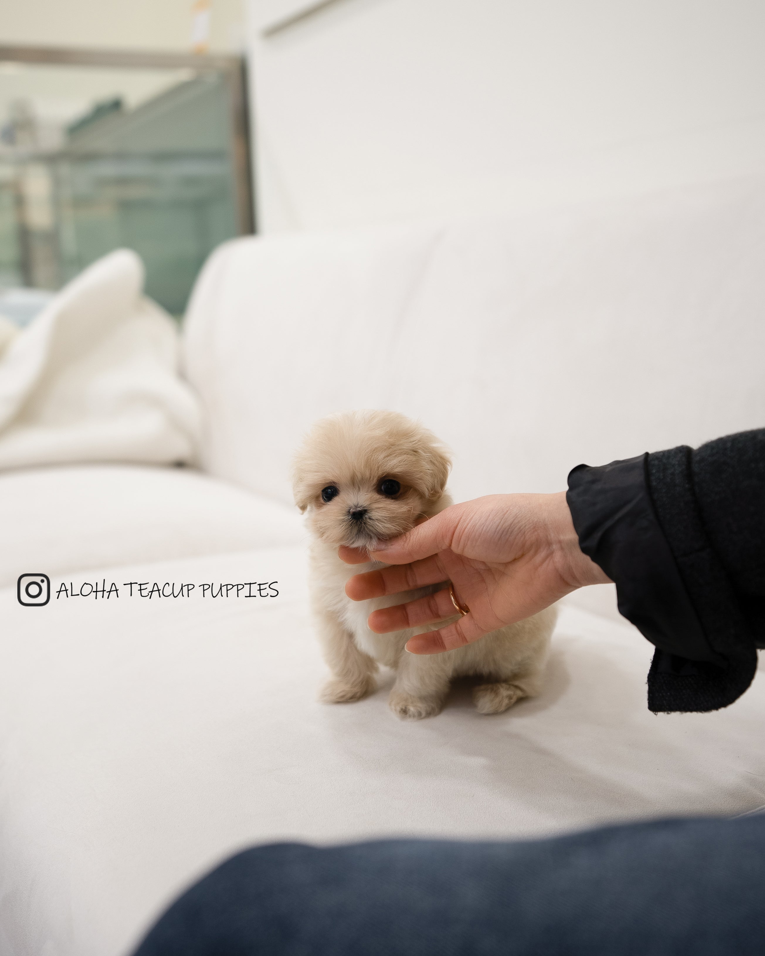 Dawn [TEACUP MALTIPOO]