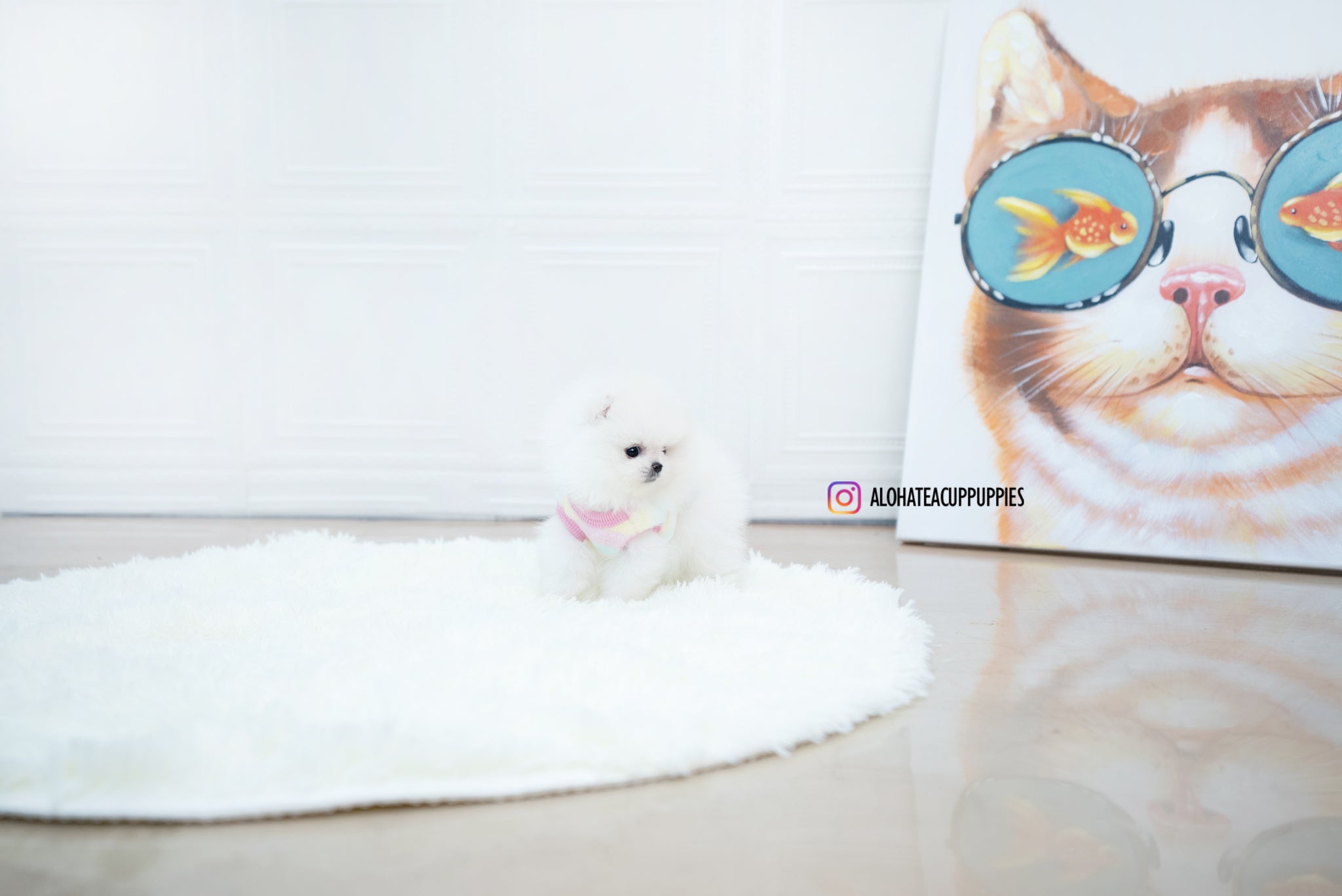 Enzo [POMERANIAN]