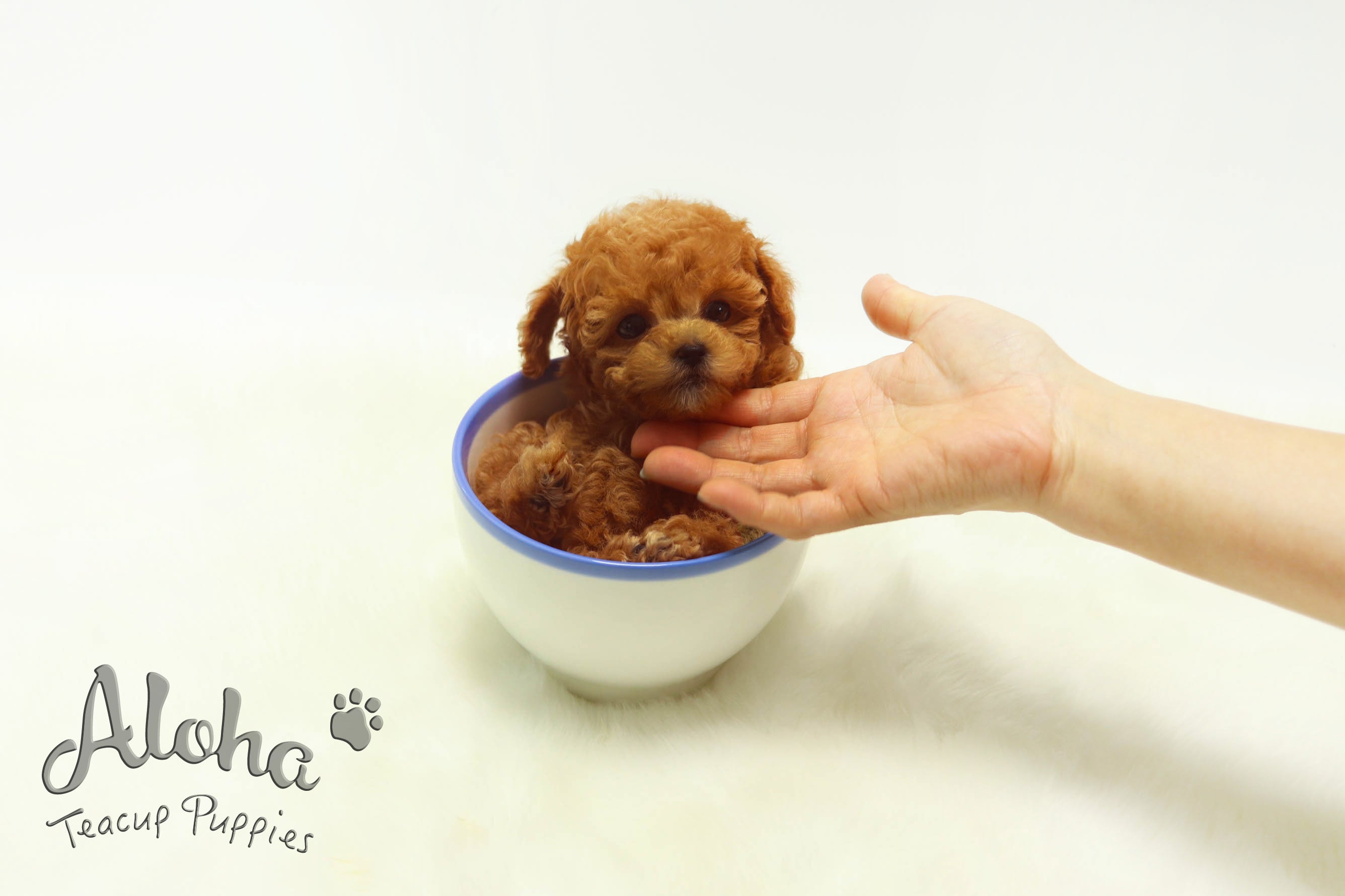 Sold to Edna, Rose [TEACUP POODLE]