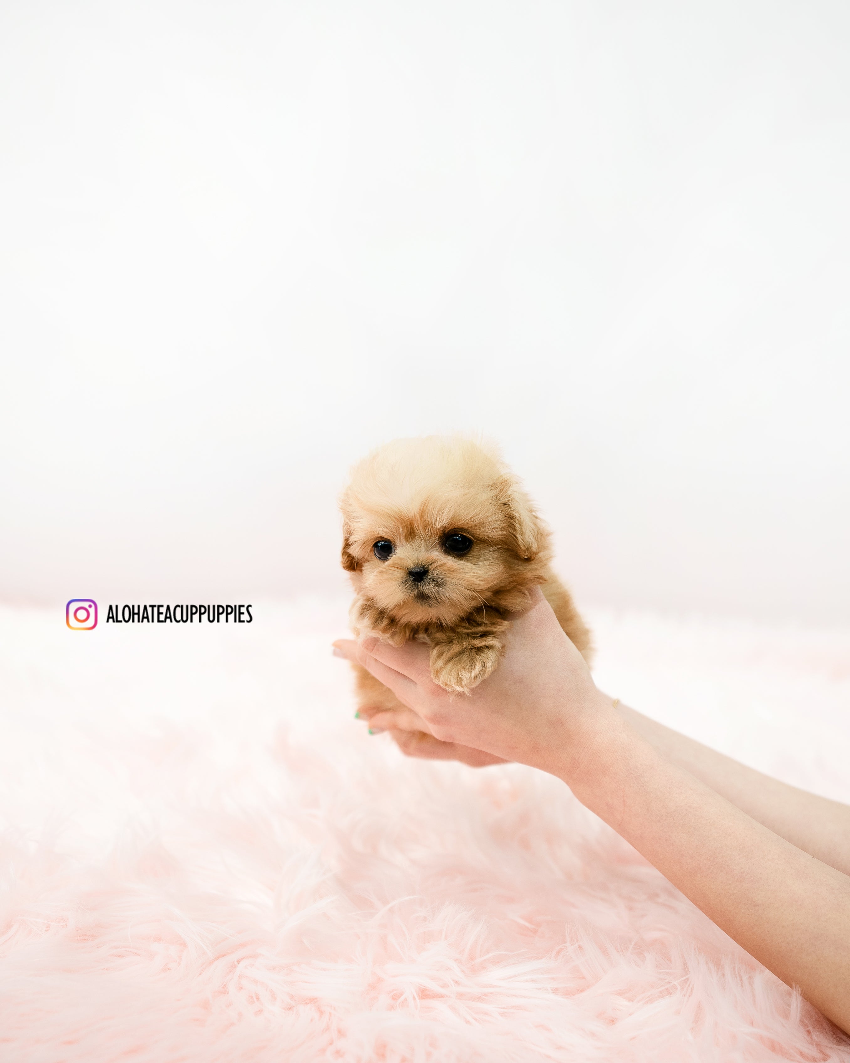 Cooper [TEACUP MALTIPOO]