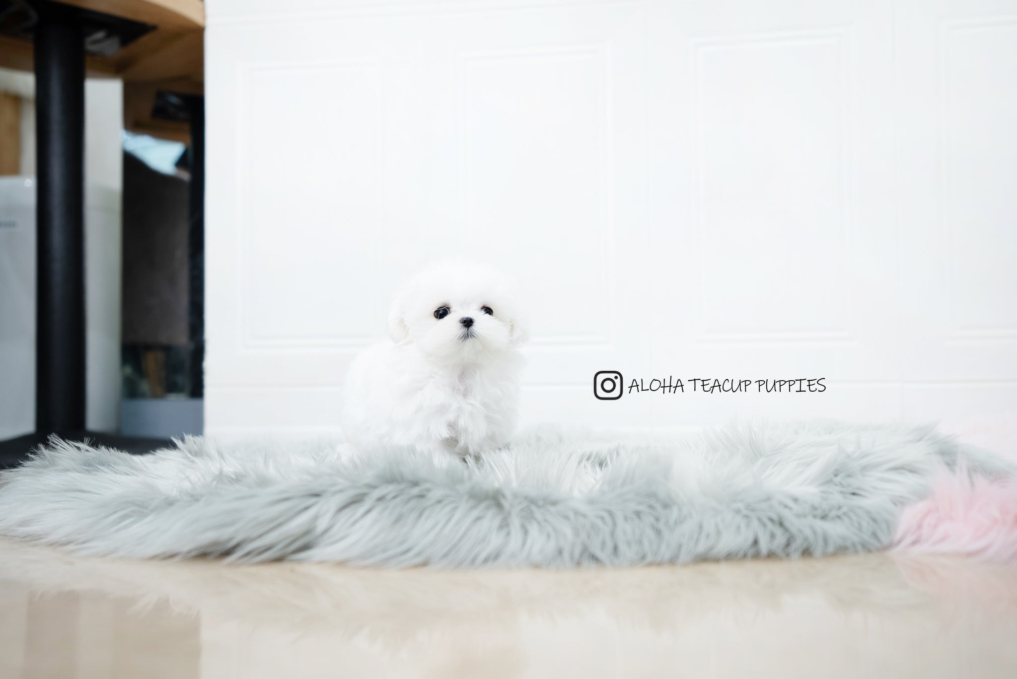 Frida [TEACUP MALTESE]