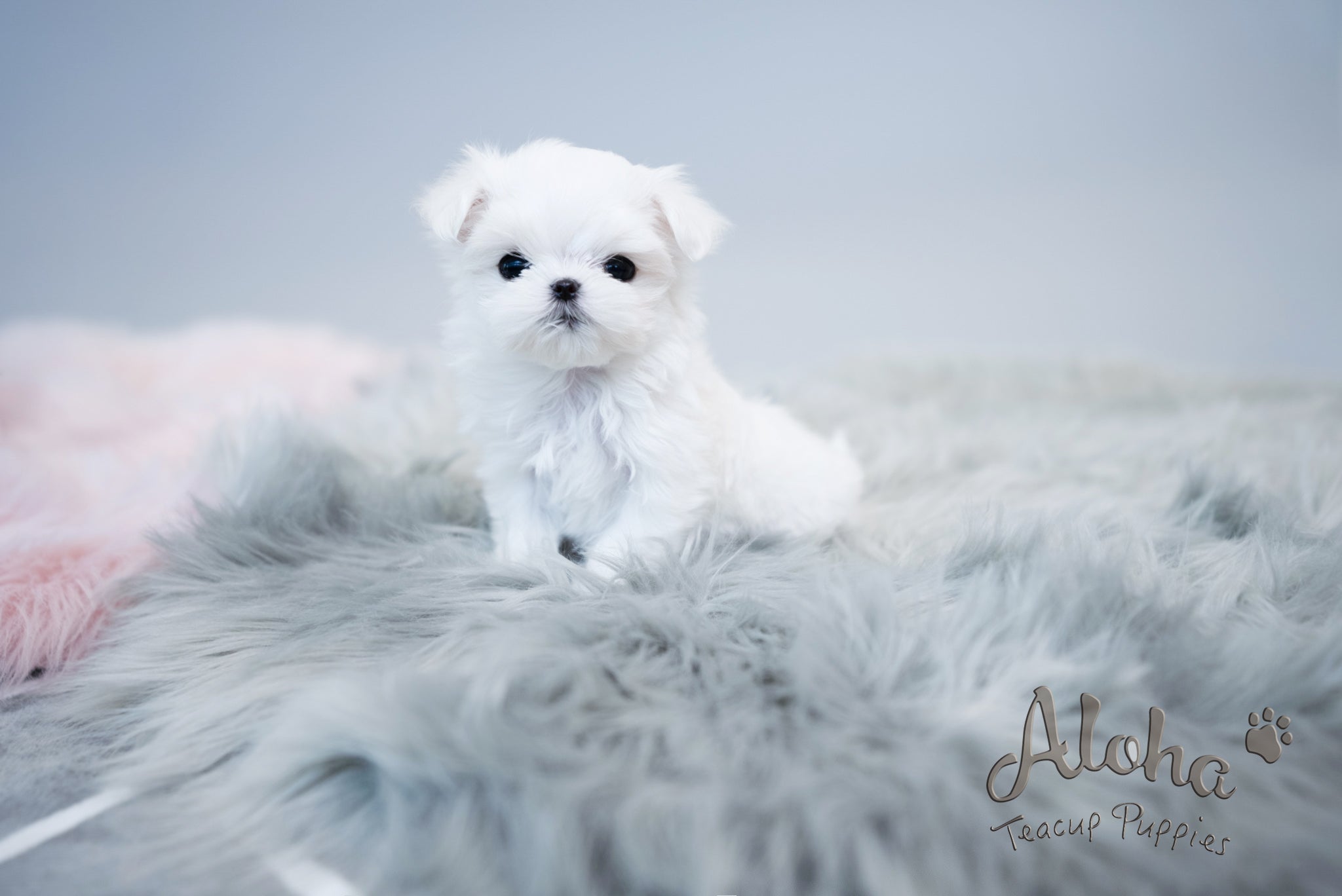 Agata [TEACUP MALTESE]