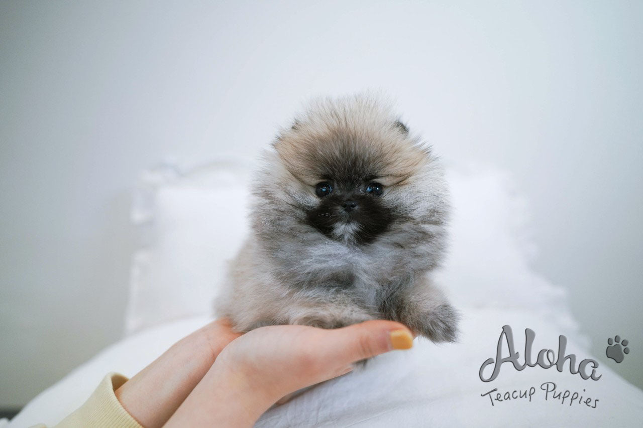 Foufou [TEACUP POMERANIAN]