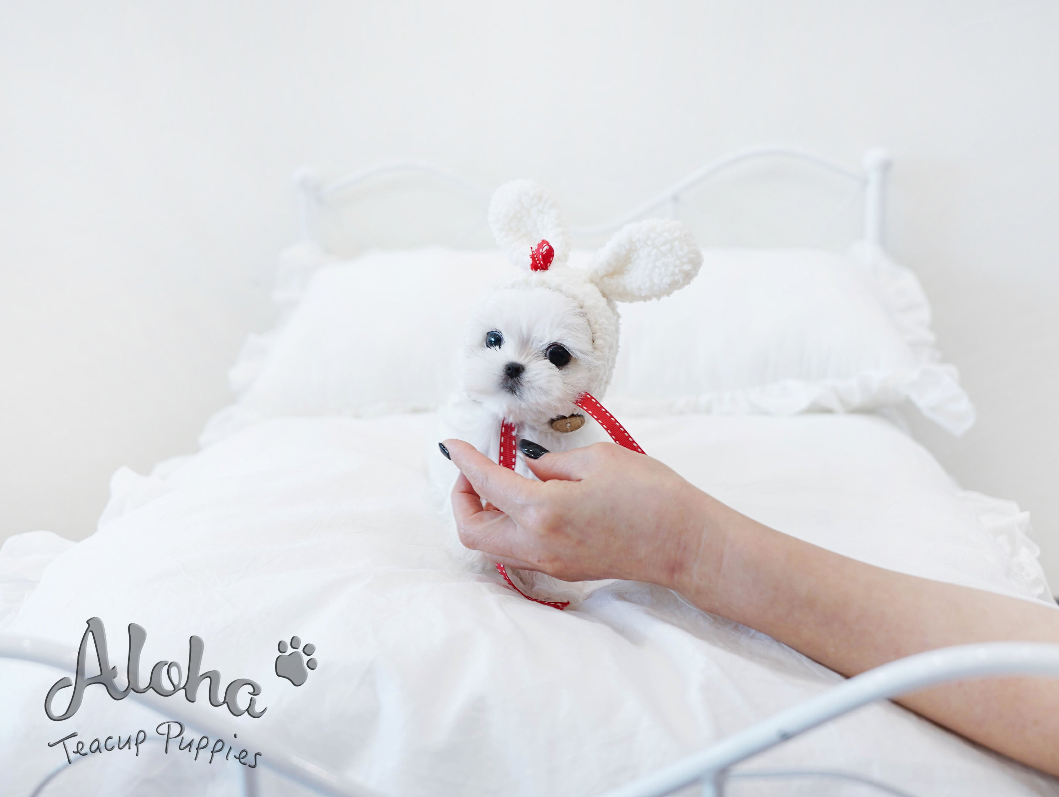 Woody [TEACUP MALTESE]
