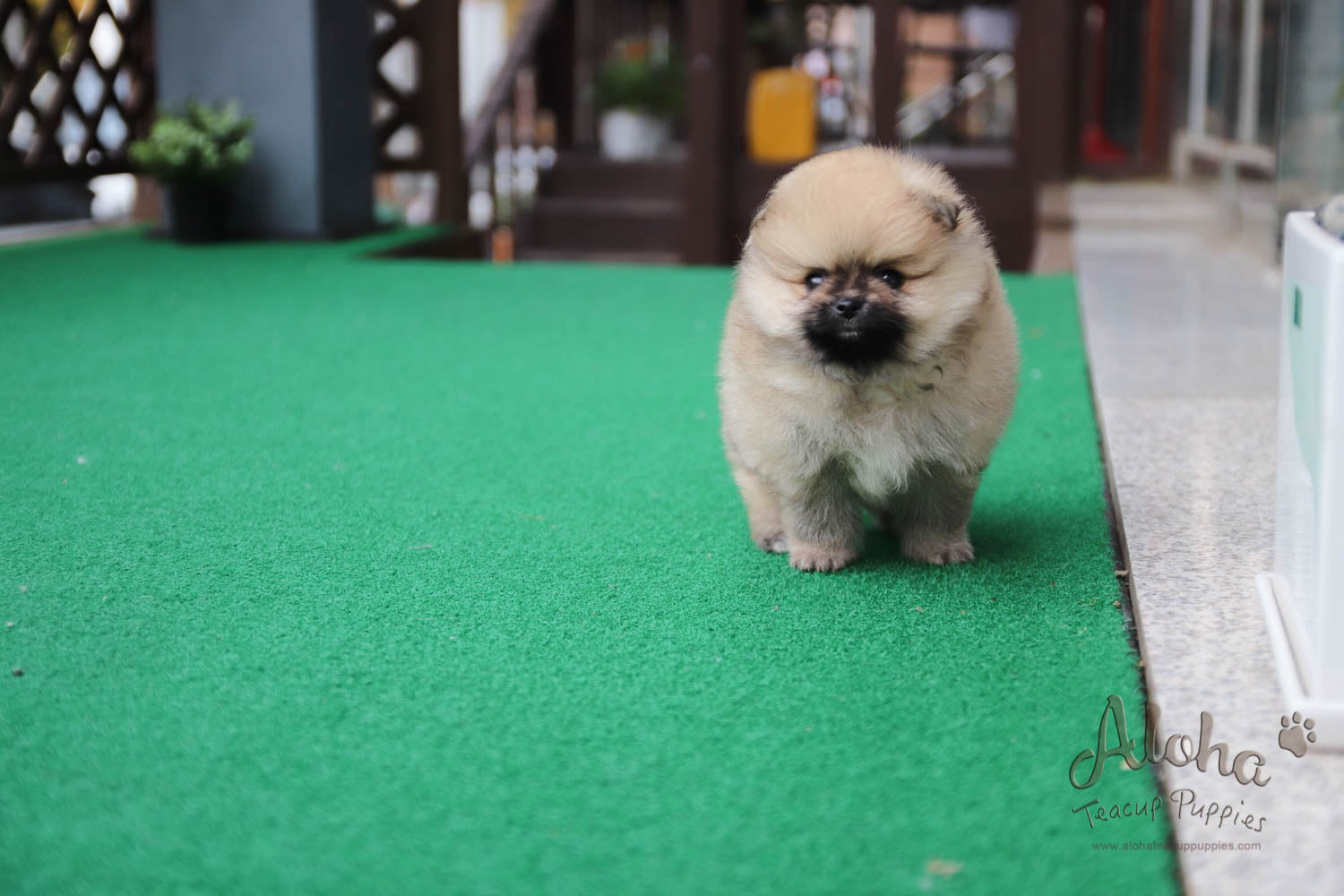Mong - [Pomeranian]