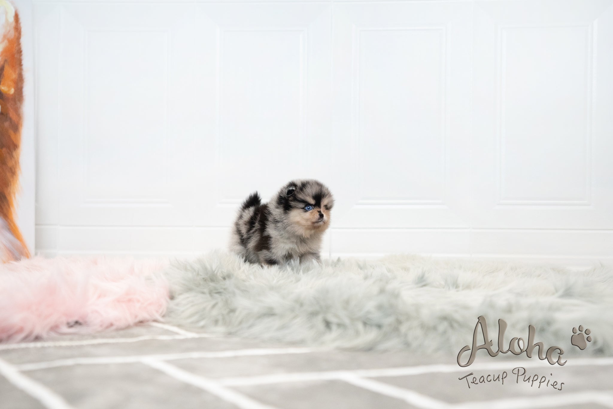 Lucian [TEACUP POMERANIAN]