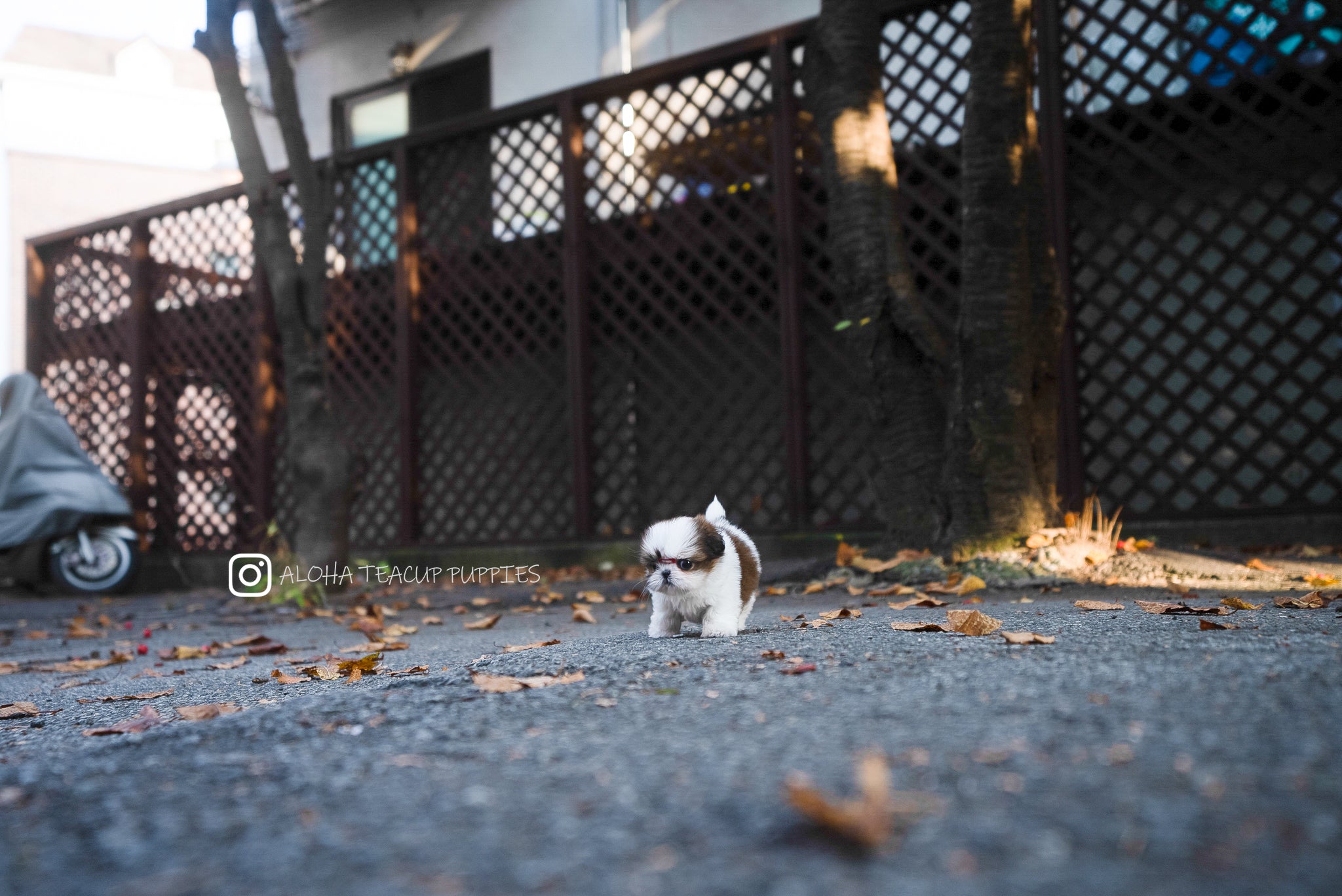 Maya [TEACUP SHIHTZU]