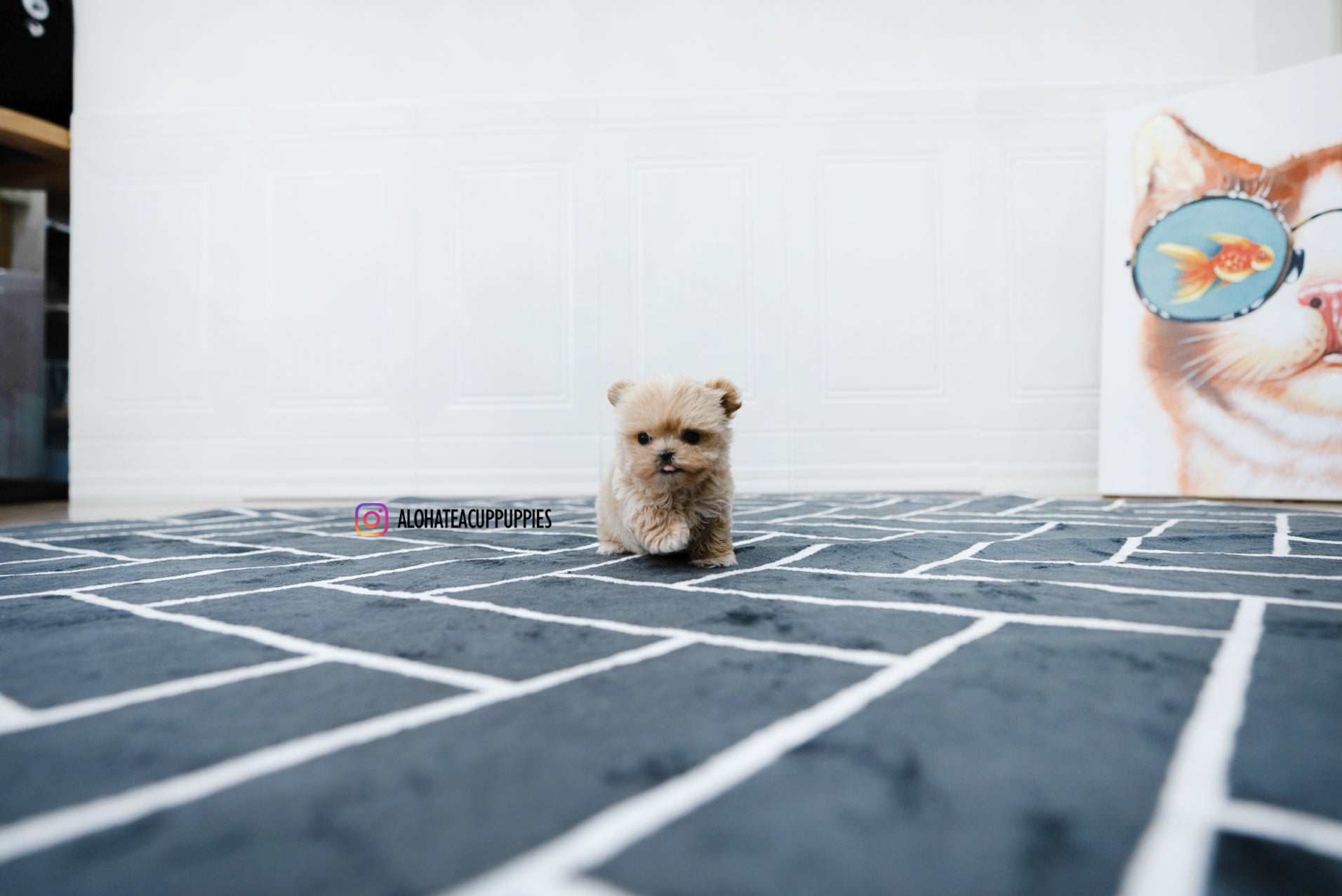 Bruno [TEACUP MALTIPOO]