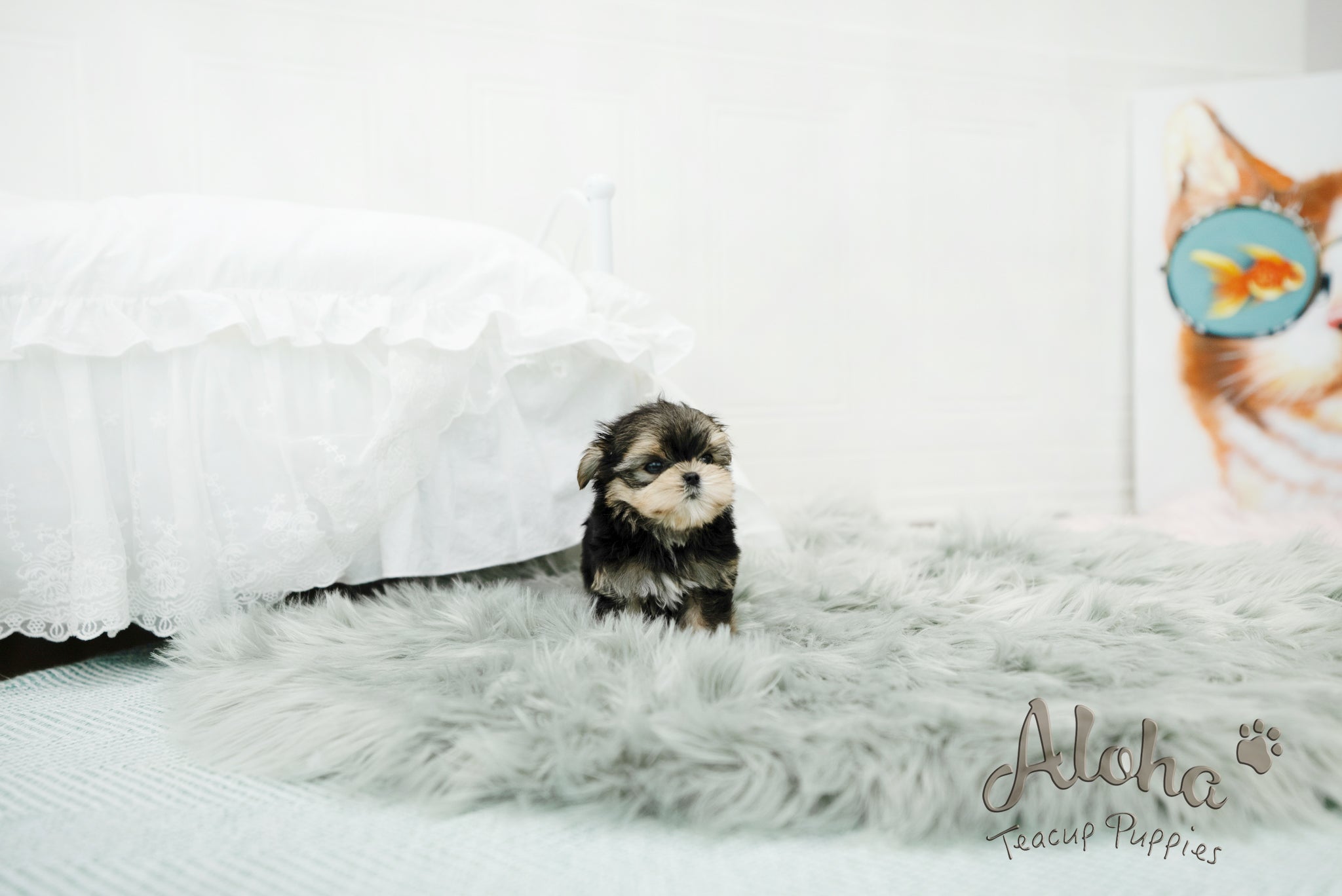 Oliver [TEACUP morkie]