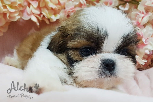 Phoebe [Shih Tzu TOY]
