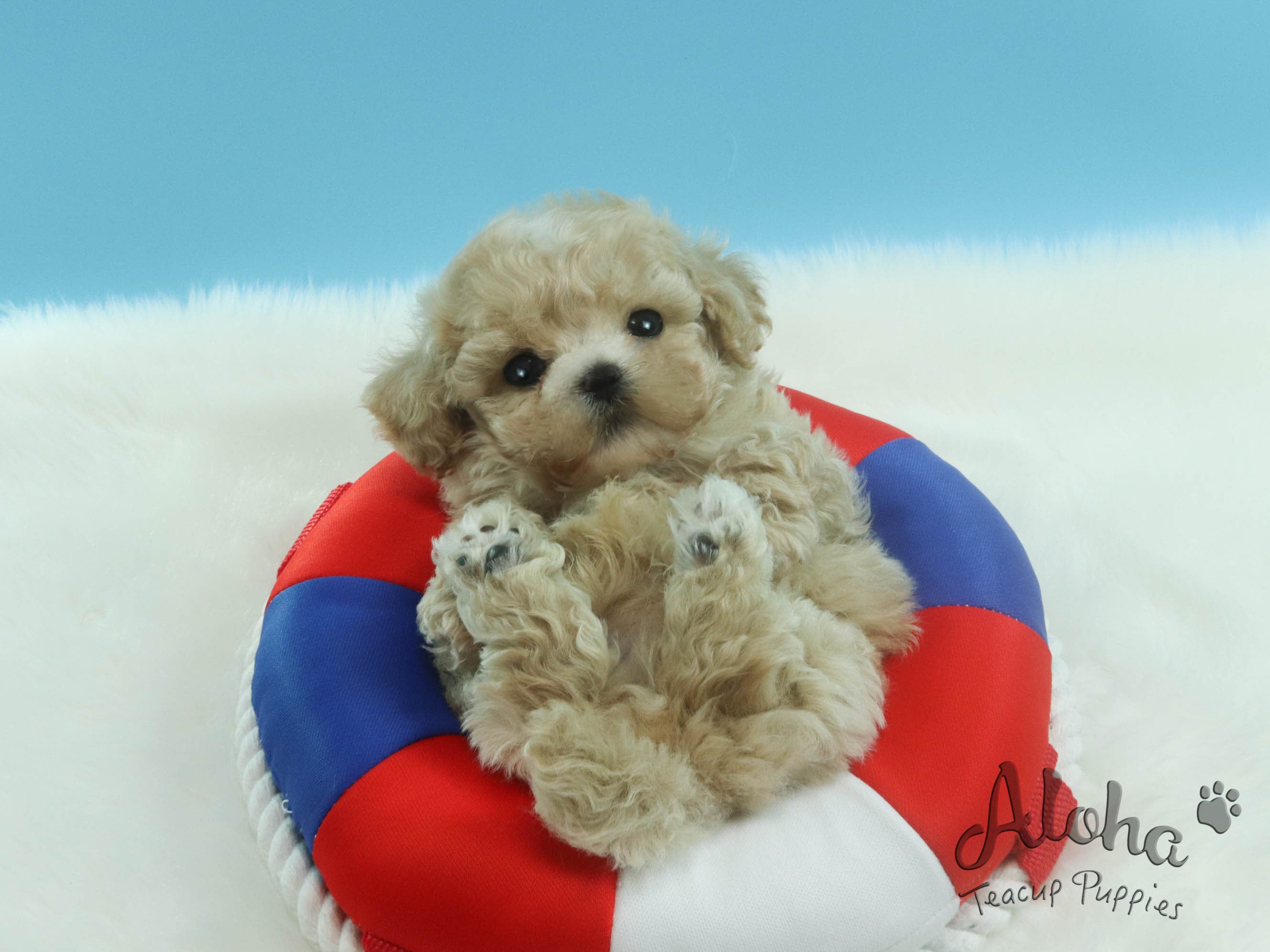 Sold to Lynn, Pie [TEACUP MALTIPOO]