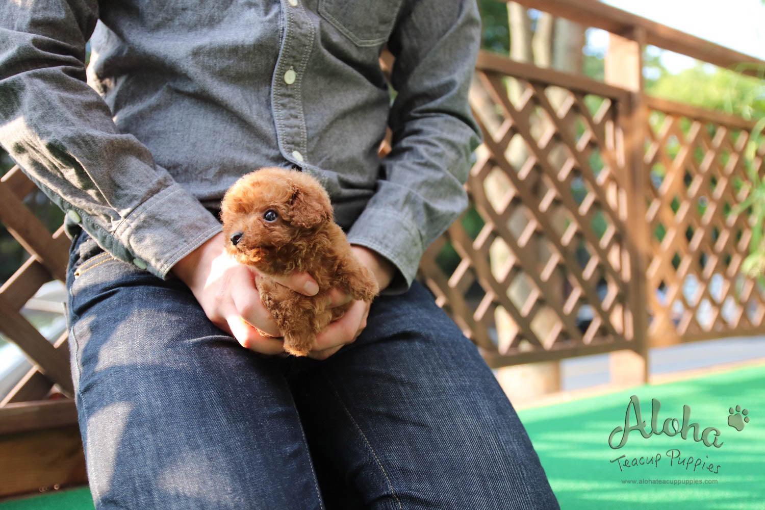 Jordan - [Poodle]