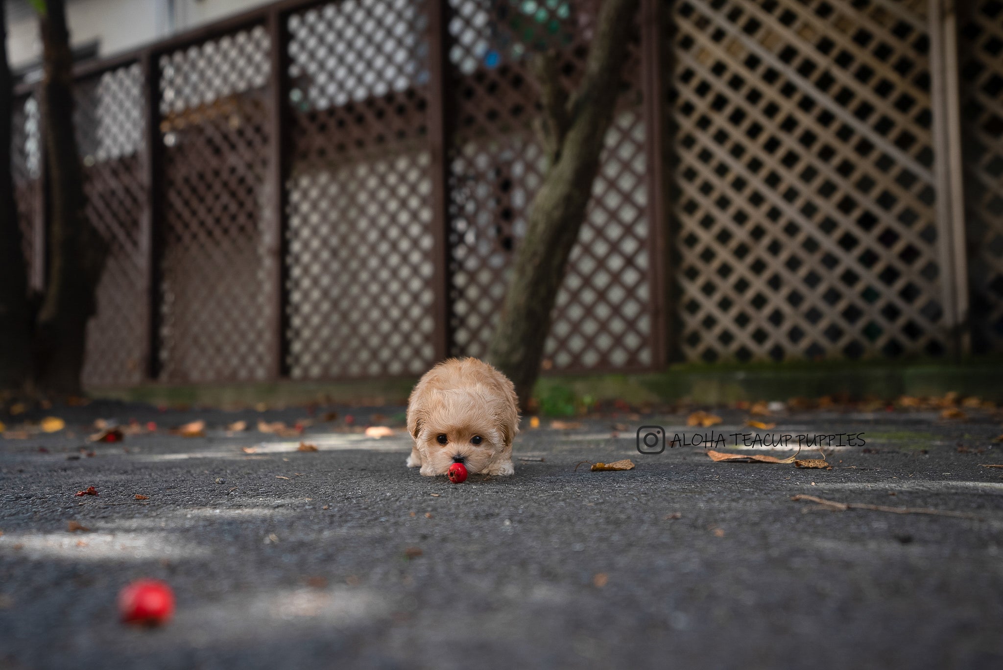 Soren [TEACUP Maltipoo]