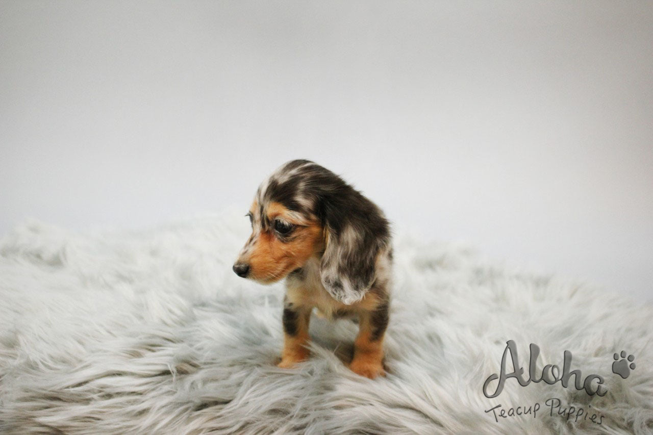Levante [TEACUP Dachshund]