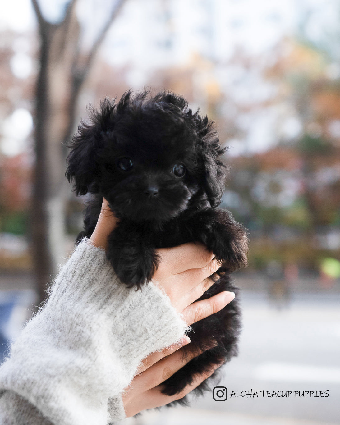 Ramona [TEACUP POODLE]