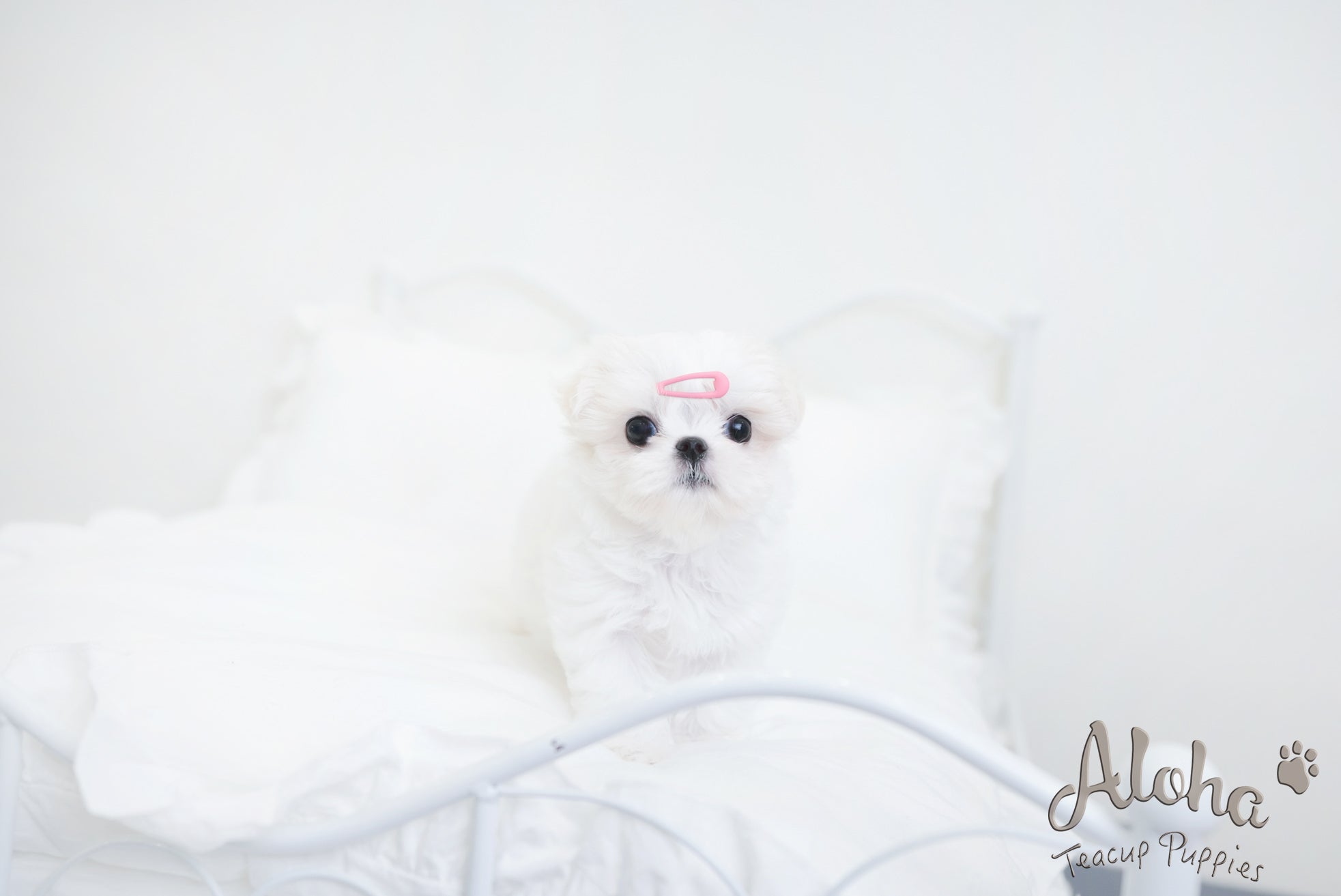Benjamin [TEACUP MALTESE]