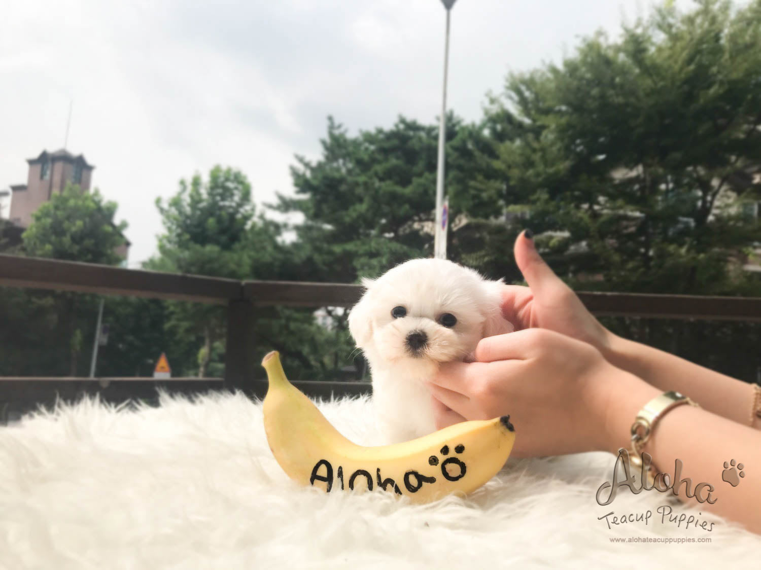 Lucky - [Maltese] - Sold to Beth De Campos