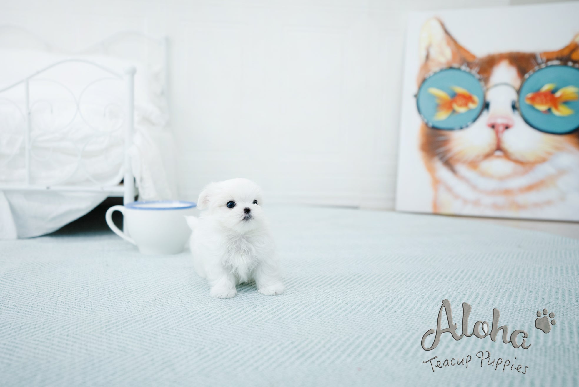 Emma [TEACUP MALTESE]
