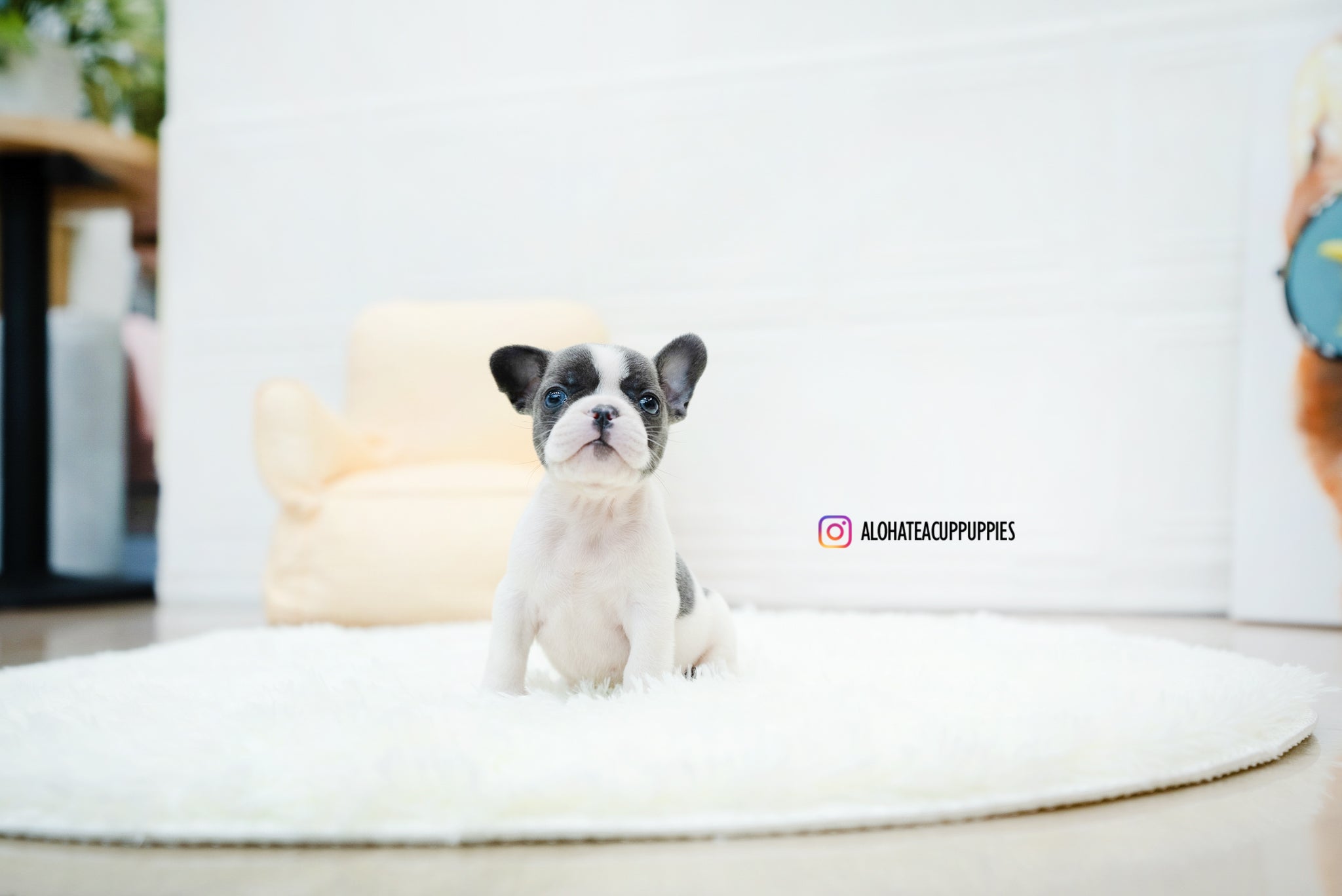 Brody [TEACUP FRENCH]