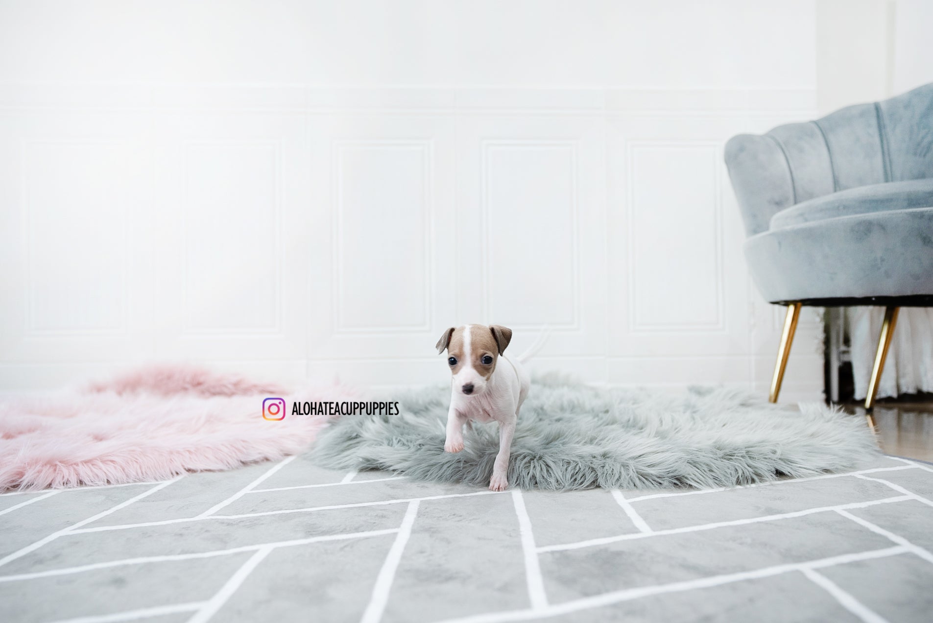 Reese [TEACUP Italian Greyhound]